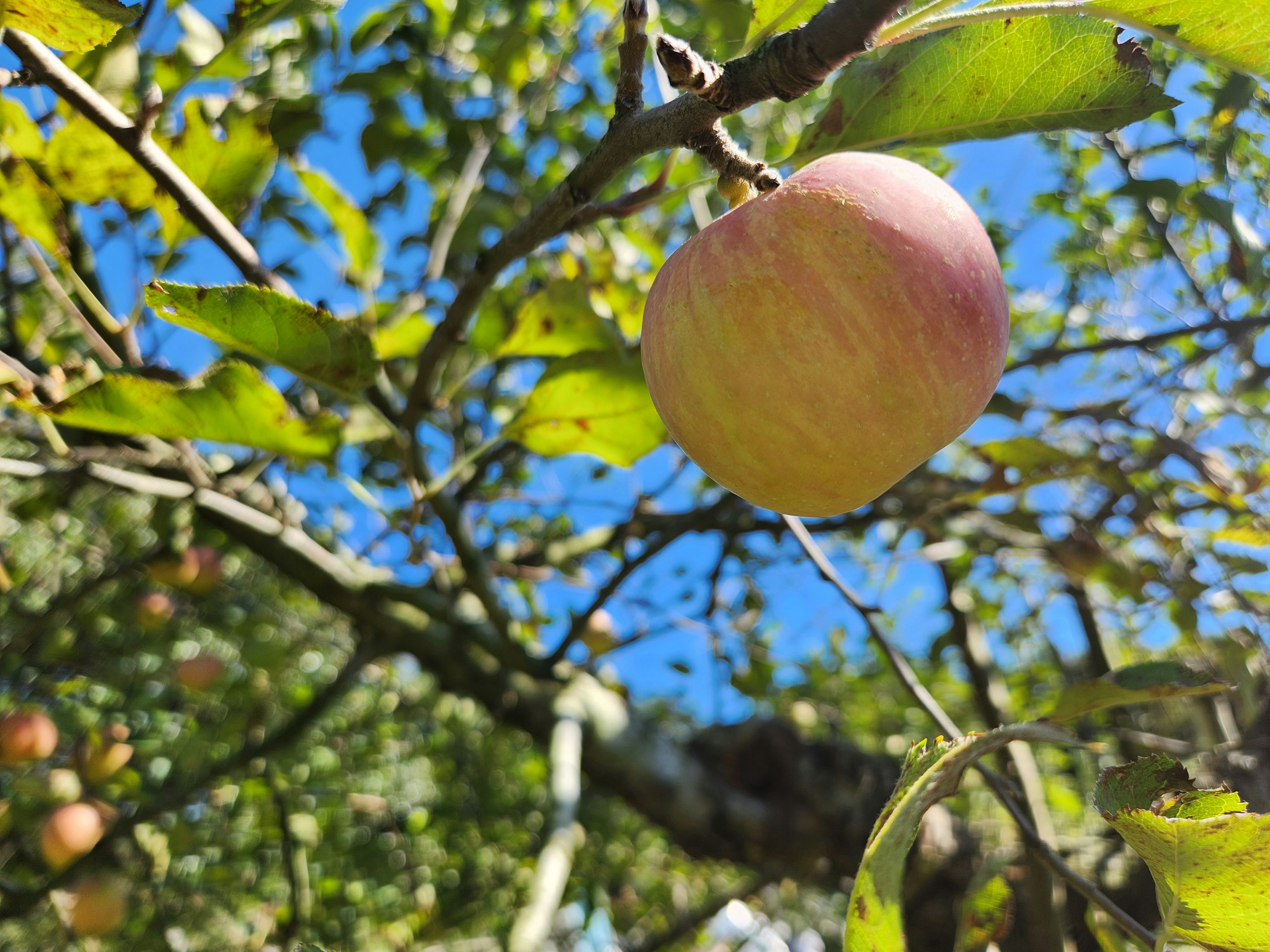 青空の下で実をつけたリンゴの木の枝にぶら下がるリンゴ