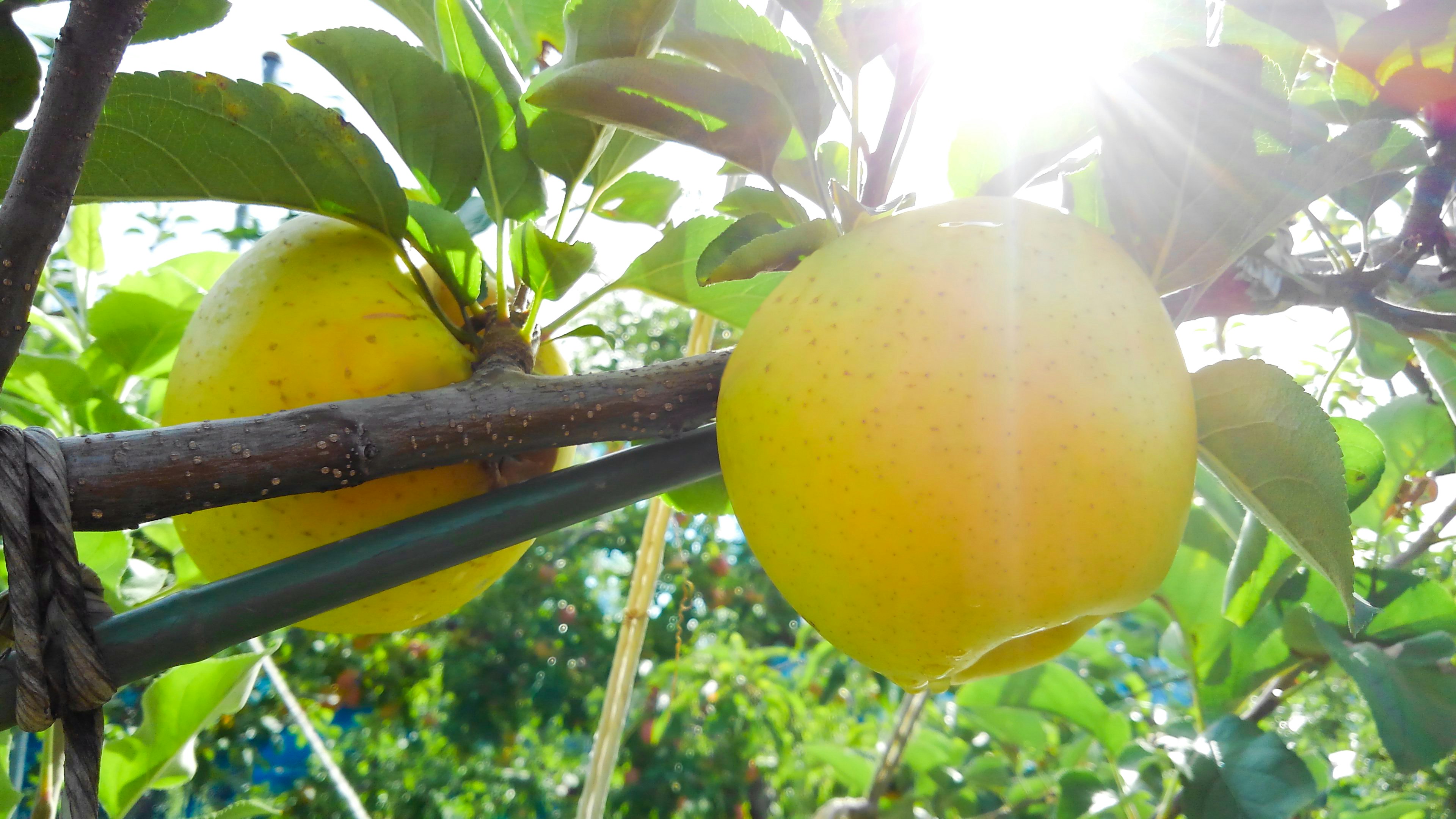 Image lumineuse de fruits jaunes suspendus à une branche d'arbre