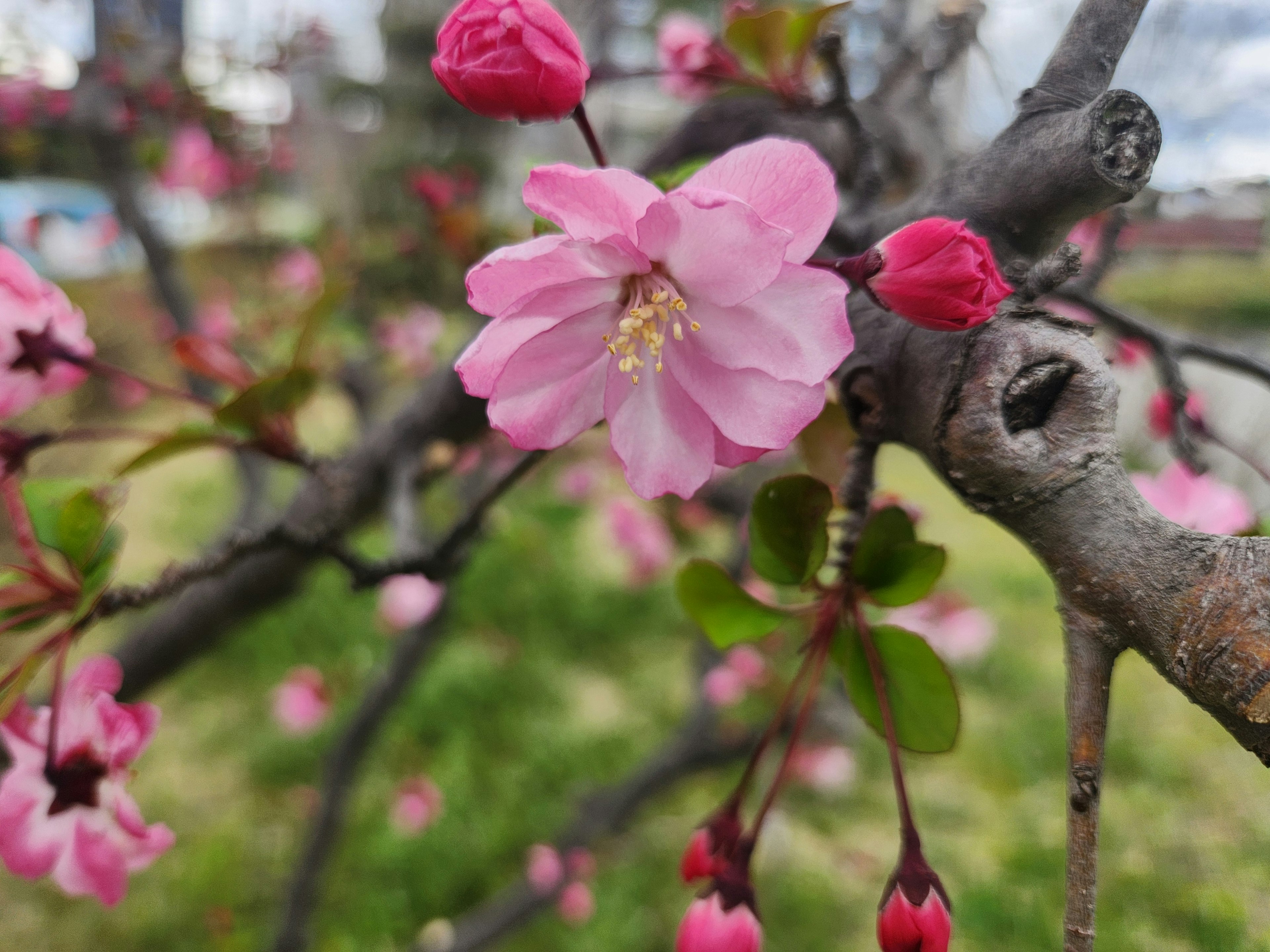 Nahaufnahme von Kirschblüten und Knospen an einem Baumzweig