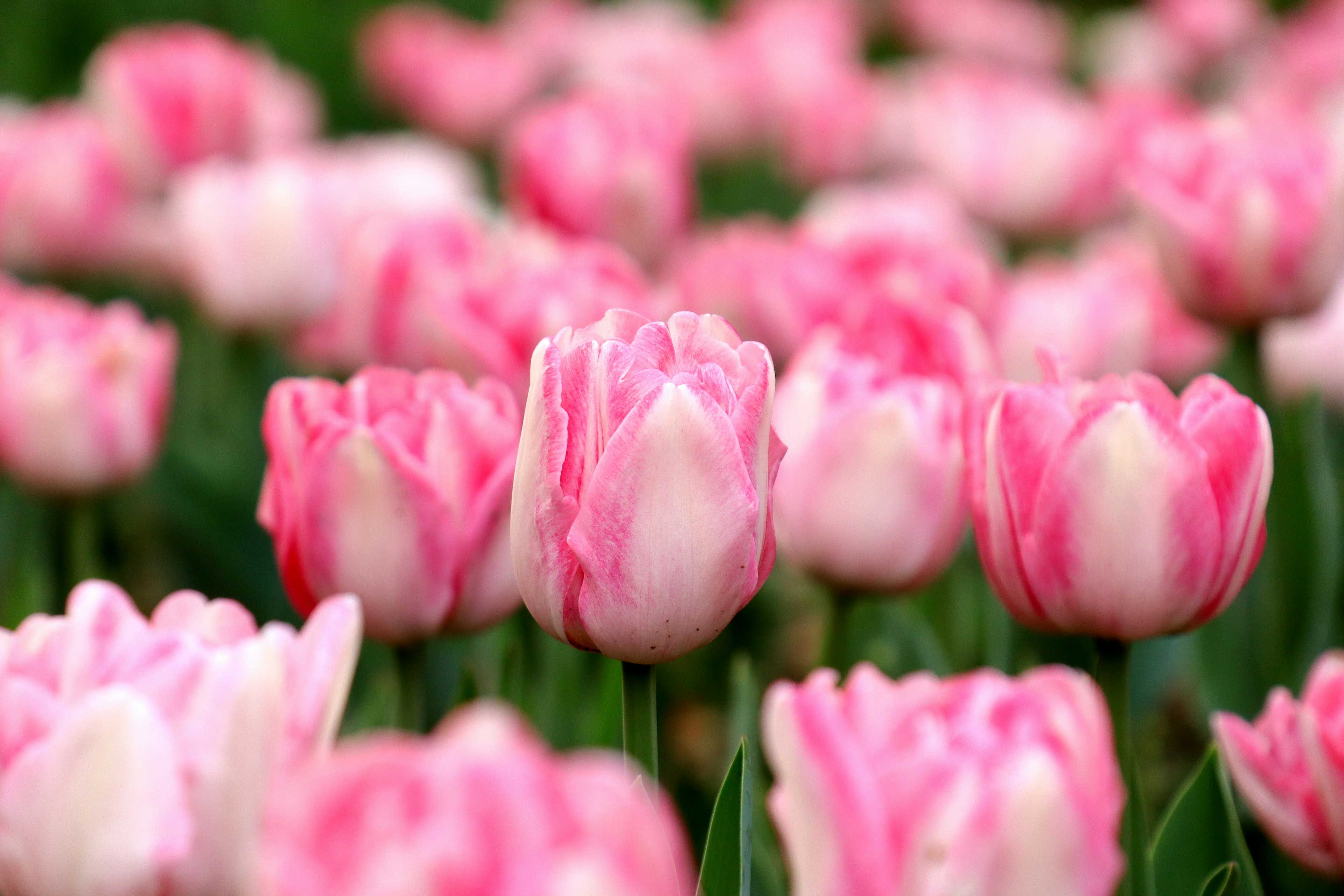 Champ de tulipes roses en fleurs avec des pétales doux