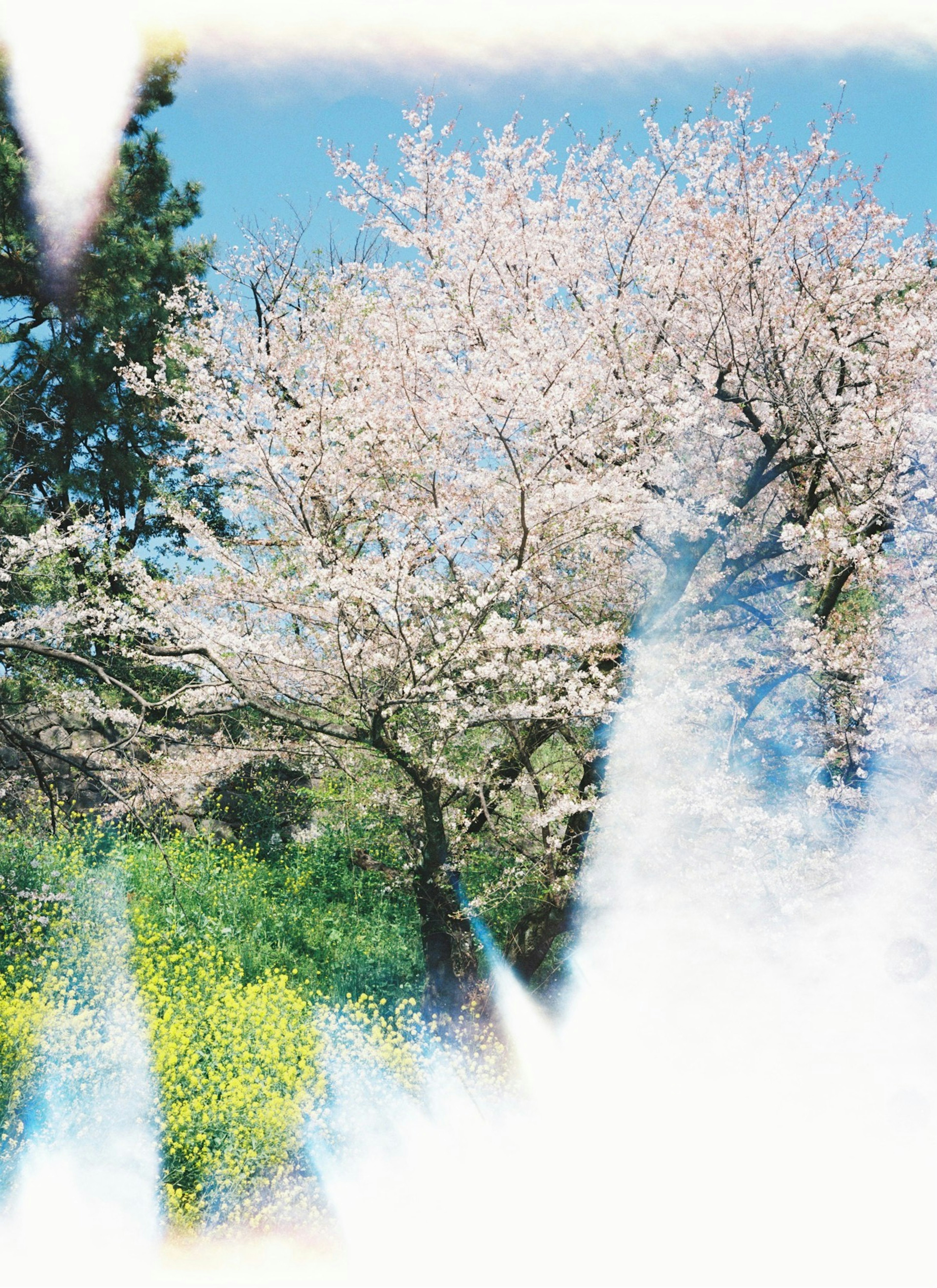 Albero di ciliegio in fiore sotto un cielo blu con vegetazione verde