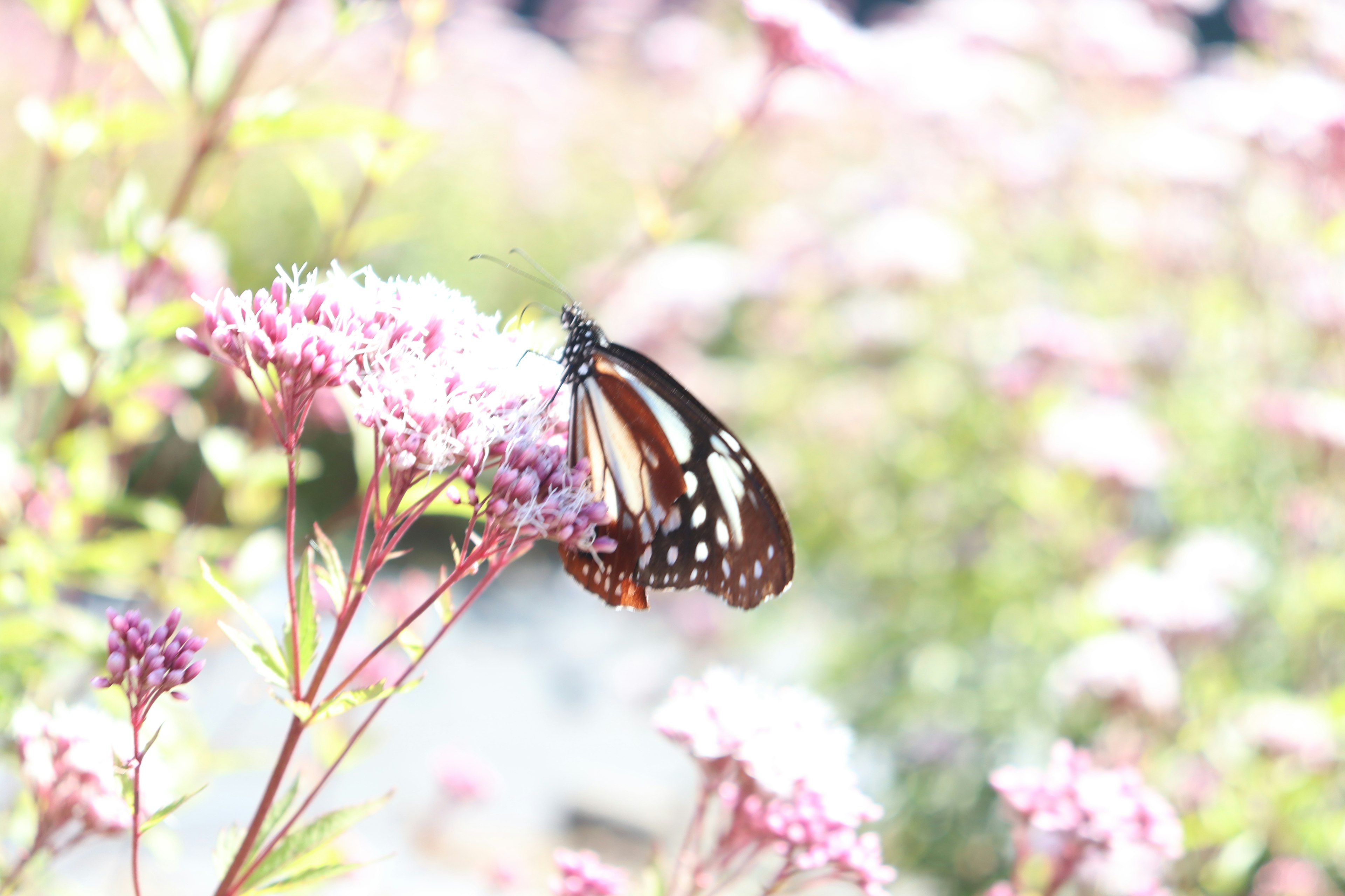 Ein lebhafter Schmetterling, der auf rosa Blumen in einem unscharfen Garten ruht