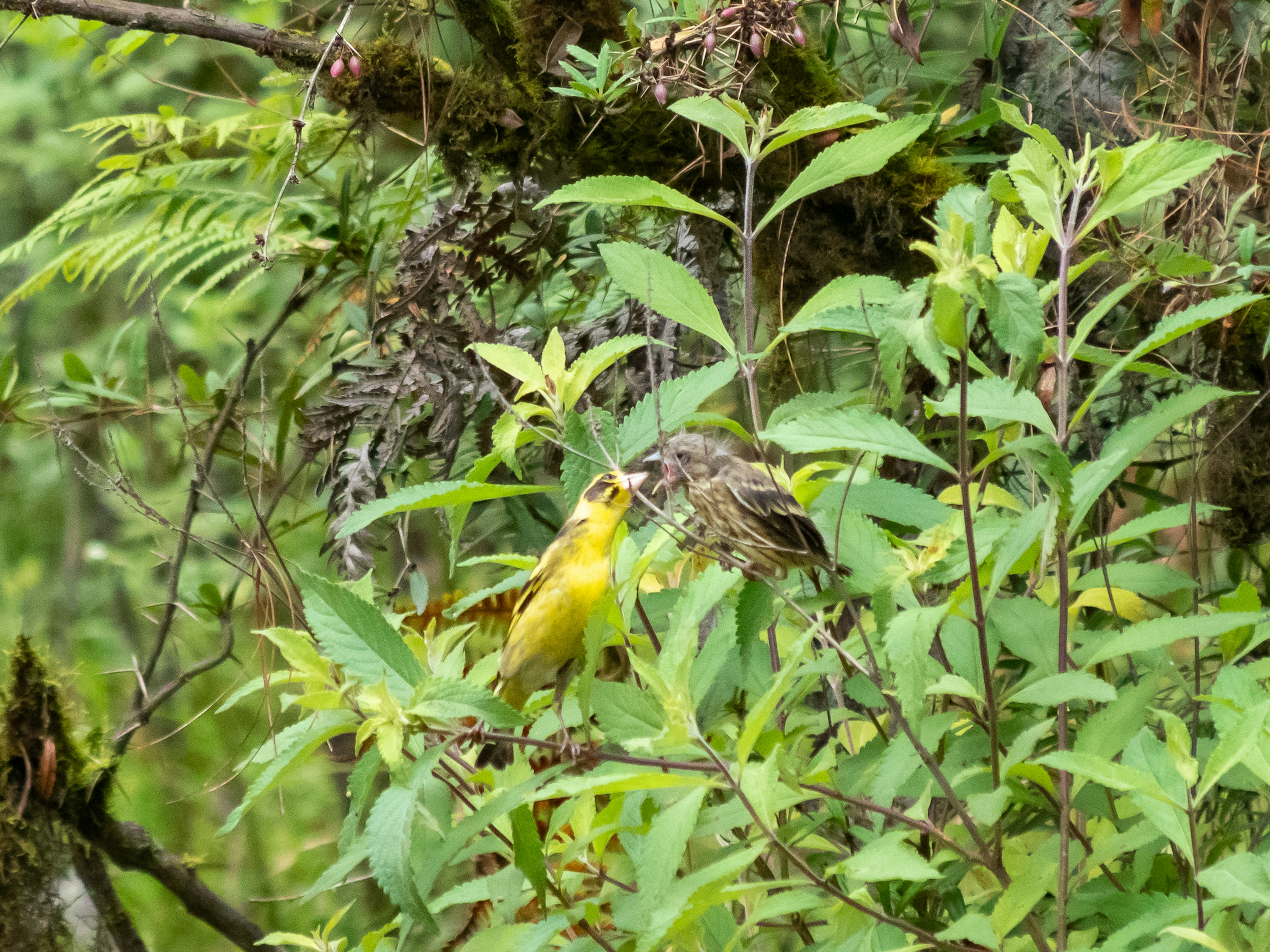 Yellow bird and small brown bird among green leaves