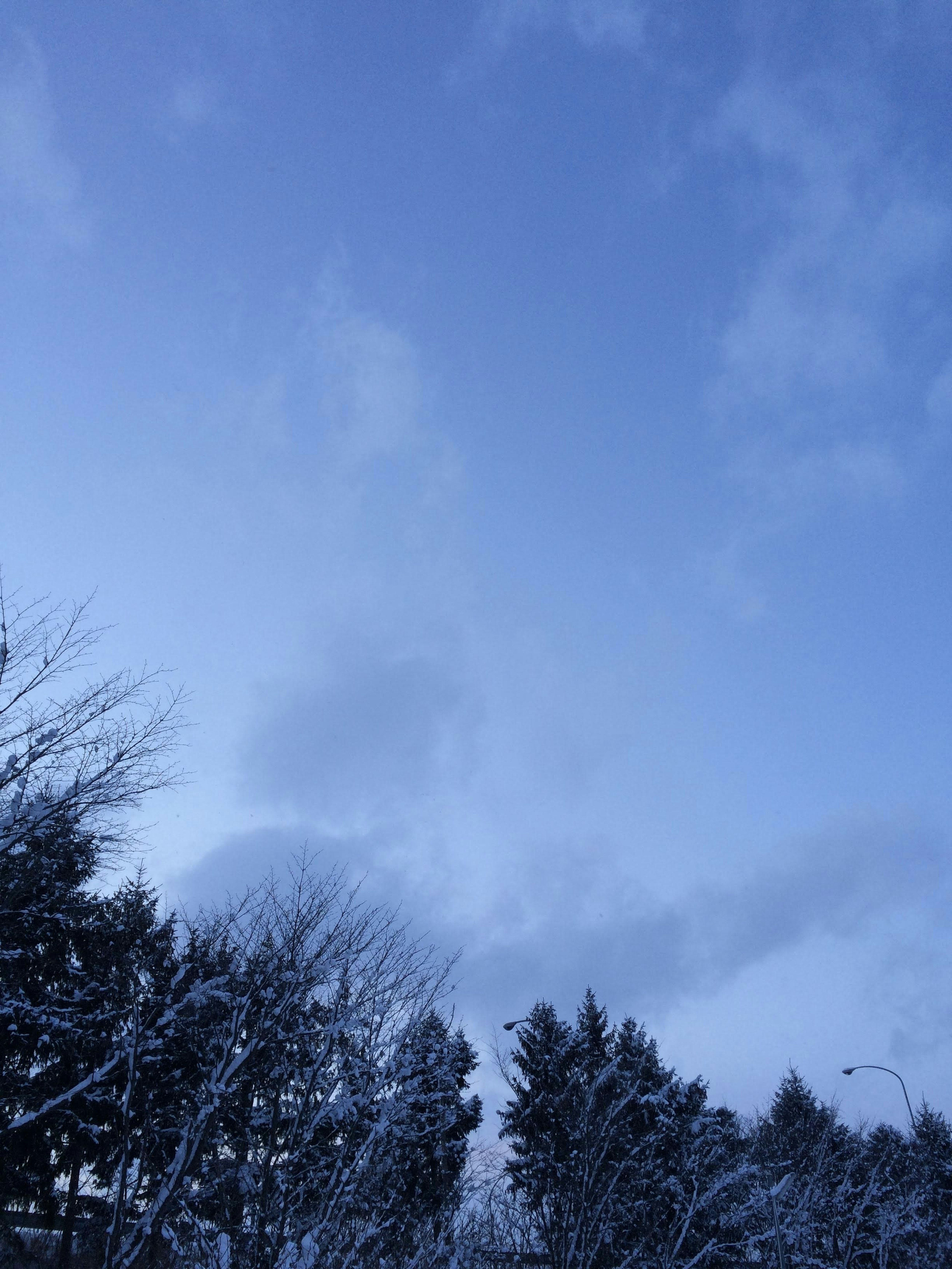 Landscape of snow-covered trees under a blue sky