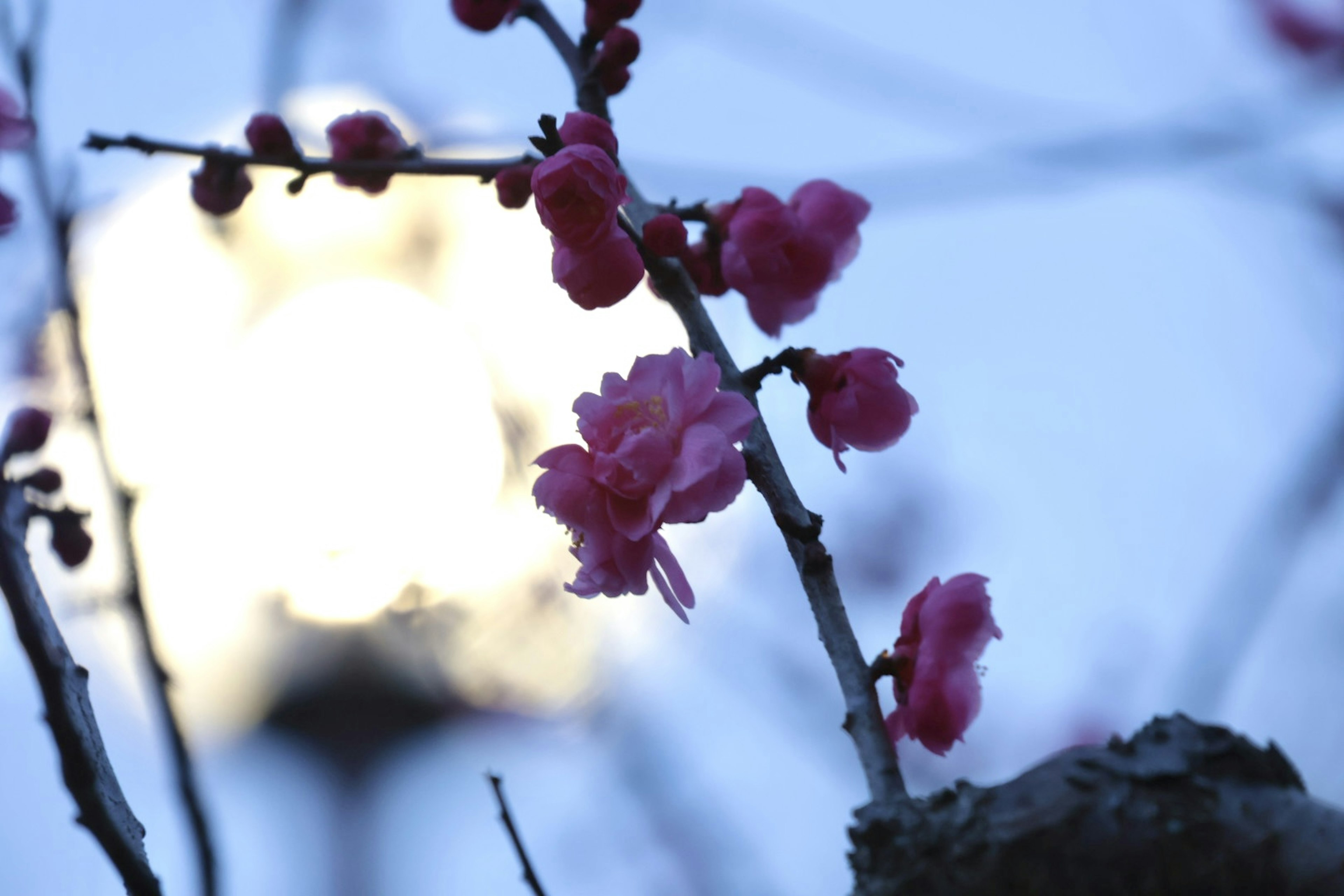 Pink flowers blooming against a dim blue background with a bright street lamp