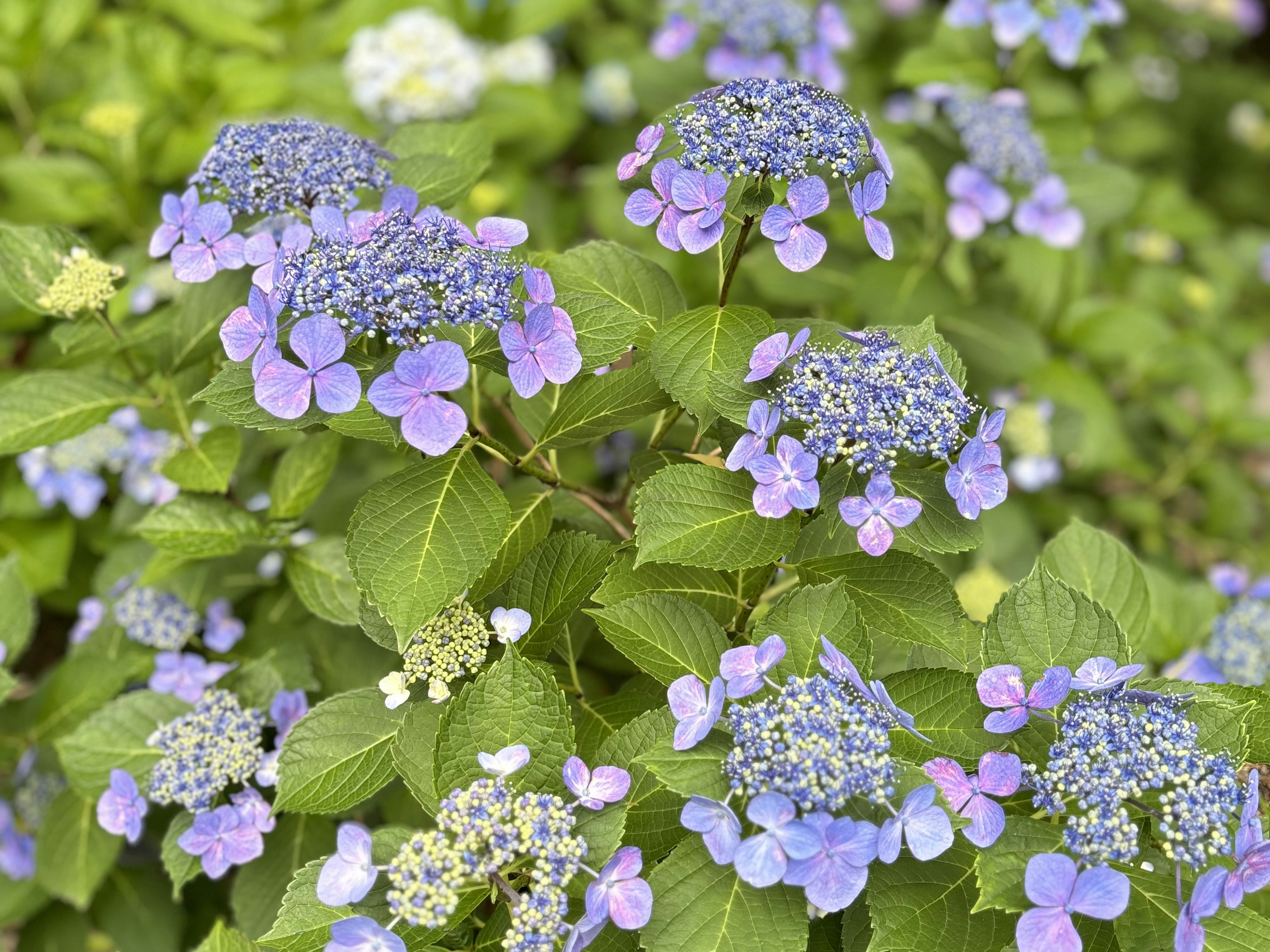 青紫色の花が咲くハイドランジアの群生