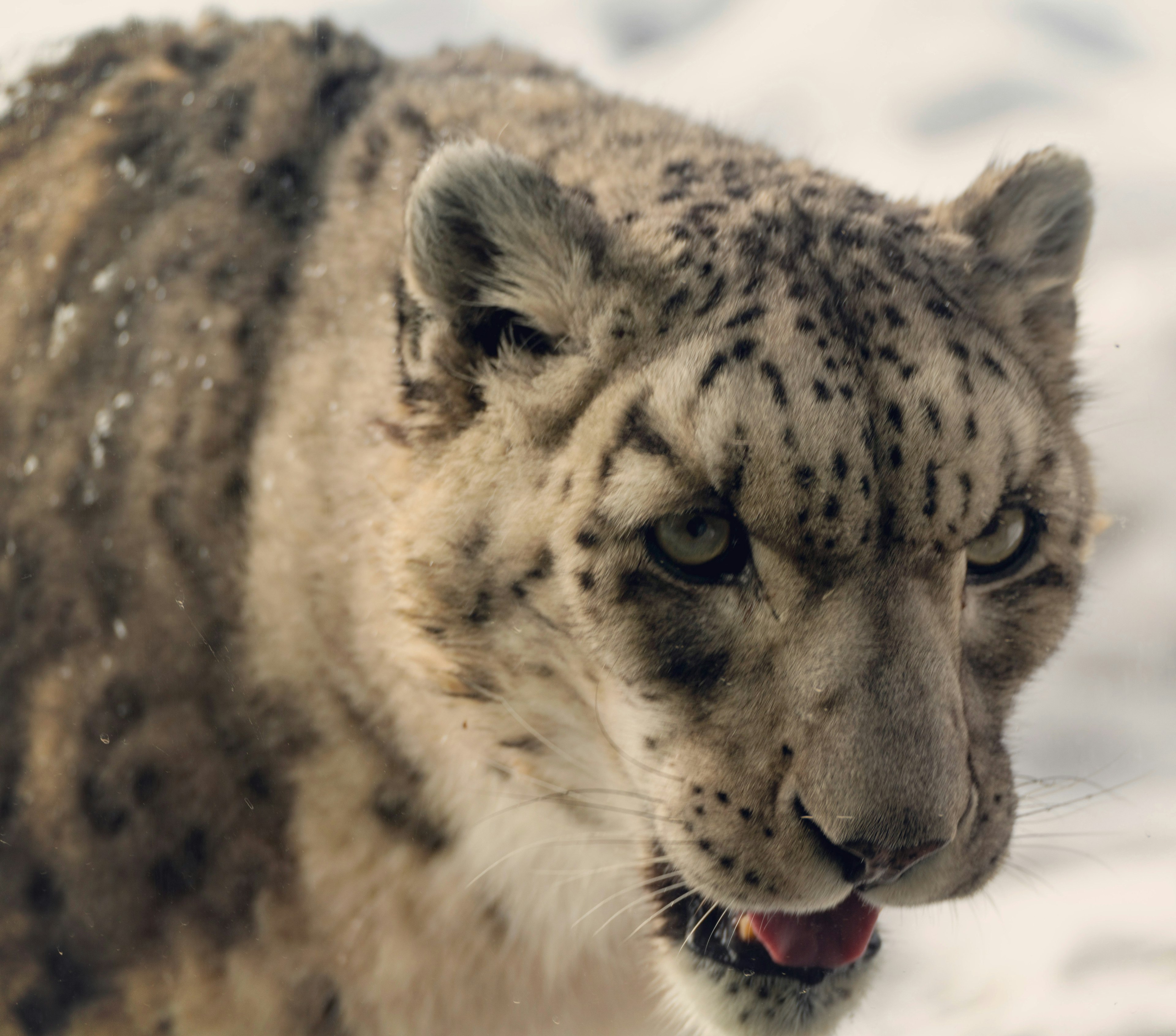 Close-up of a snow leopard's face in the snow