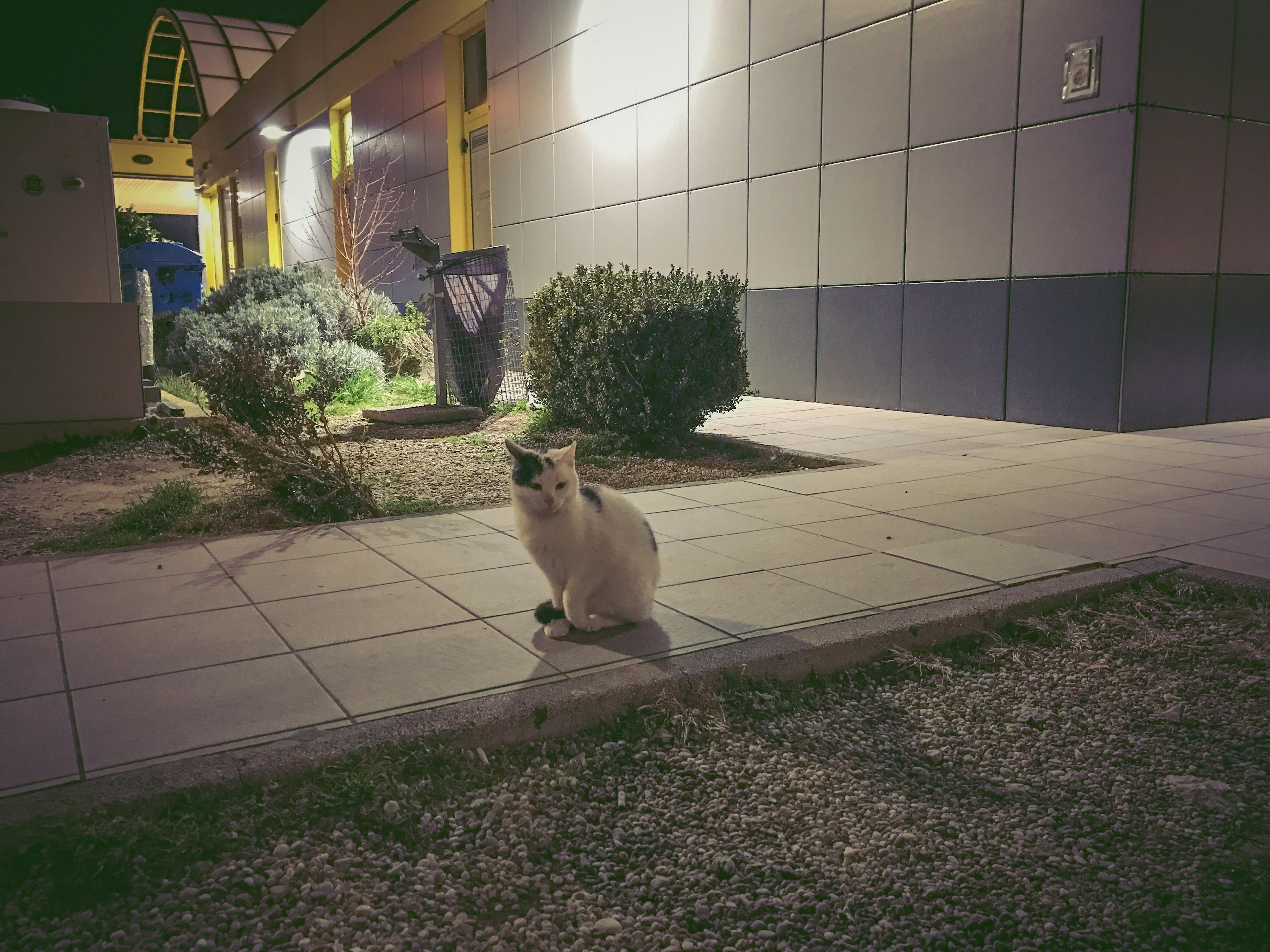 A white cat sitting on a sidewalk at night surrounded by green plants