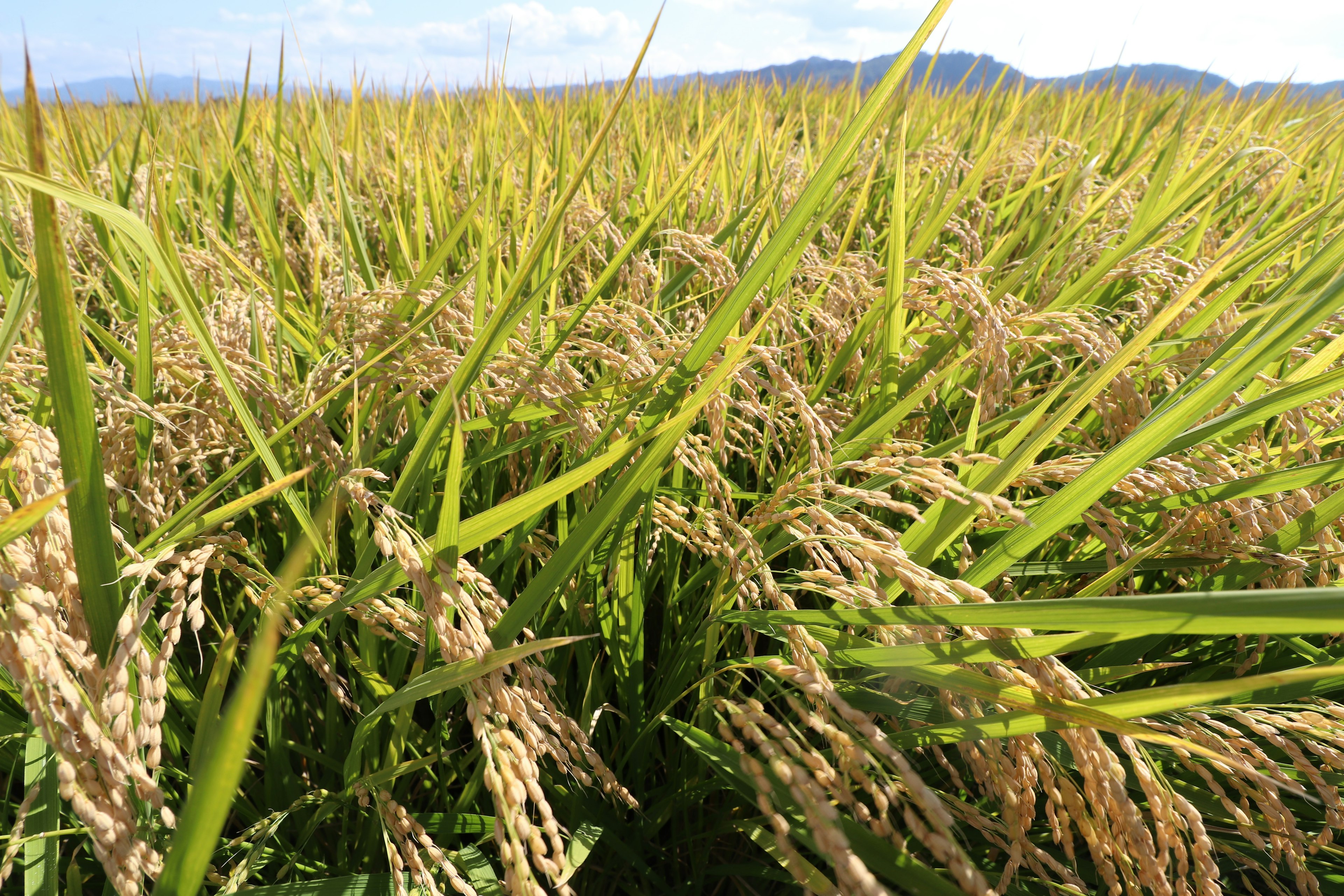 Un campo de arroz verde exuberante con abundantes espigas de arroz