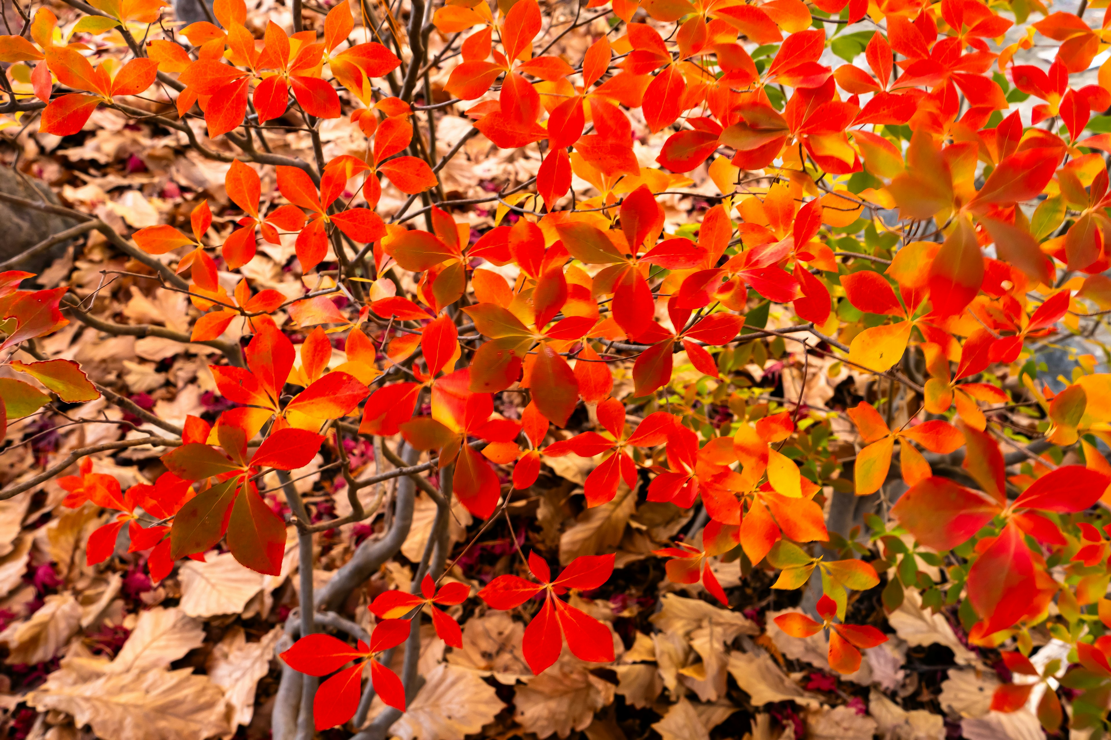 Rami con foglie rosse e arancioni vivaci in autunno