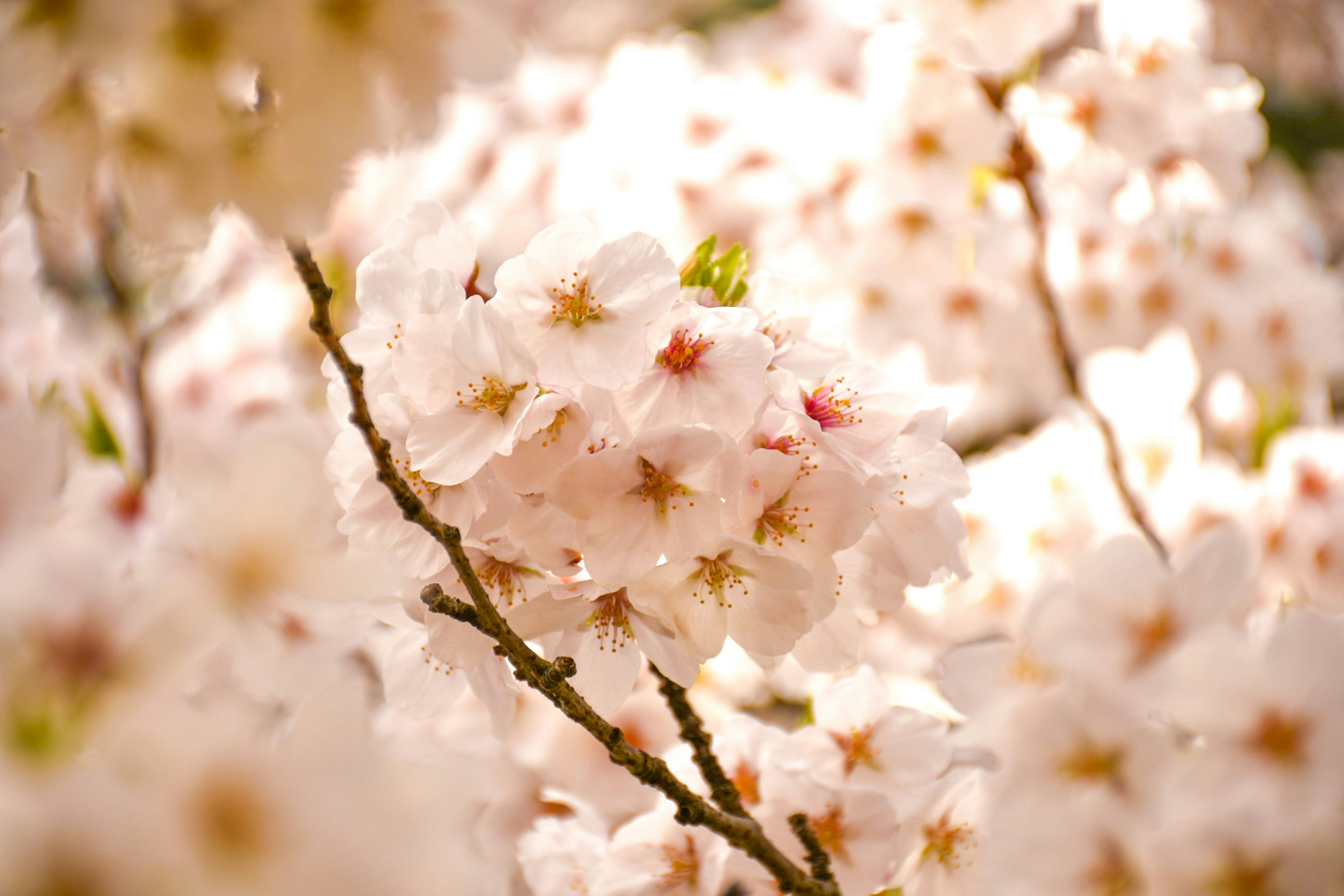 桜の花が咲いている枝のクローズアップ