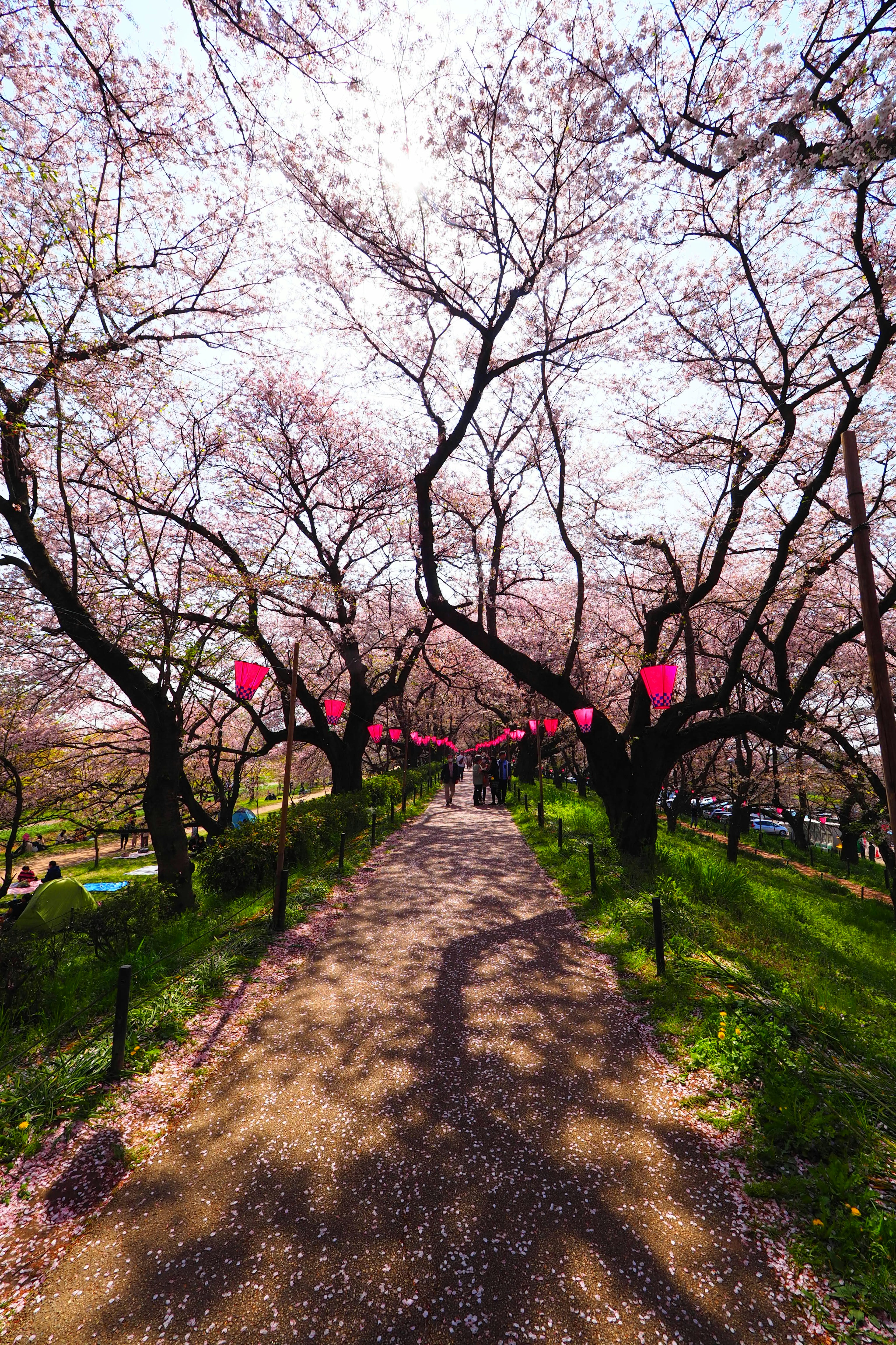 Sentiero fiancheggiato da alberi di ciliegio e lanterne rosa