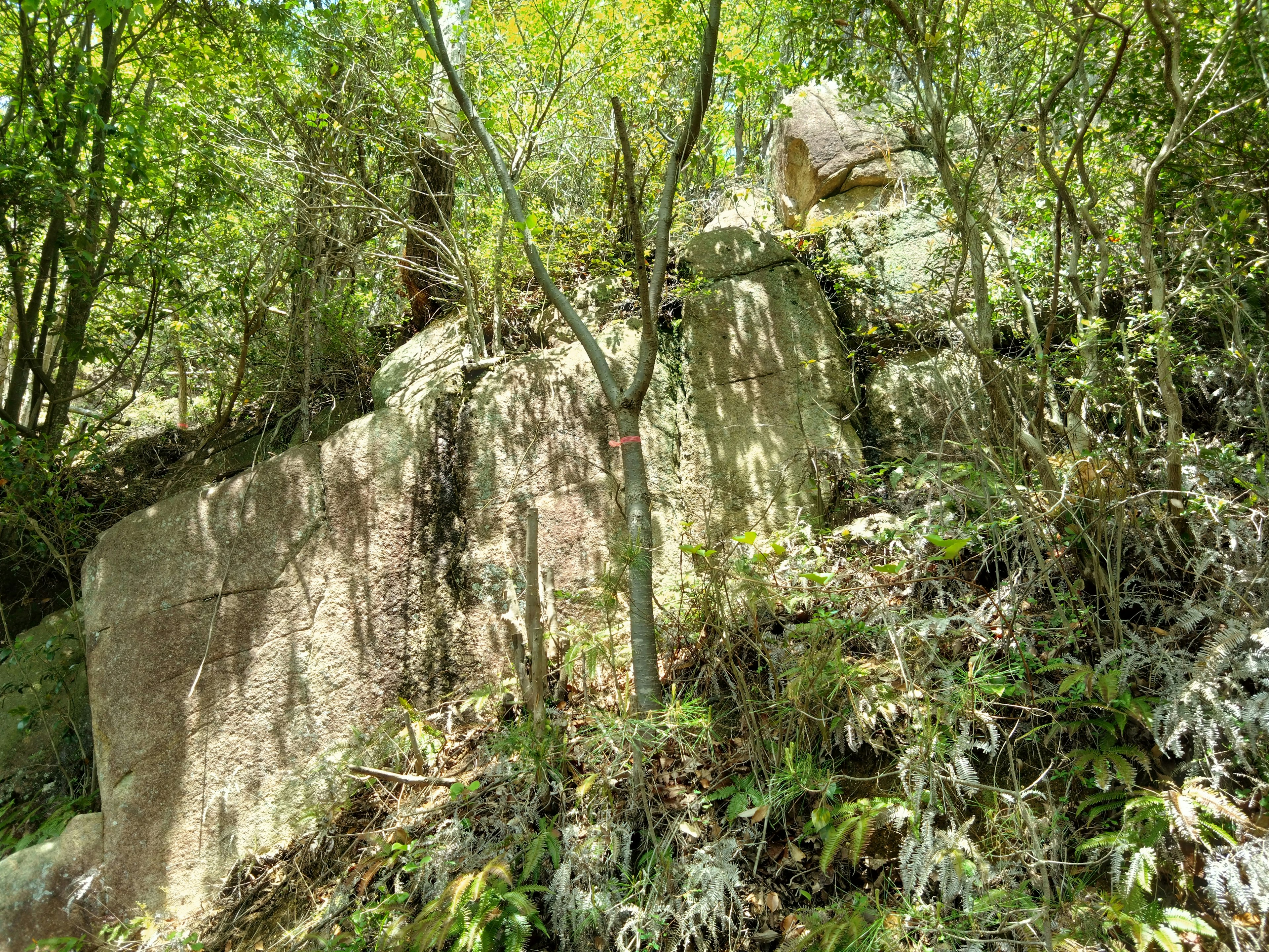 Großer Felsen umgeben von grünen Bäumen und grasigem Hang