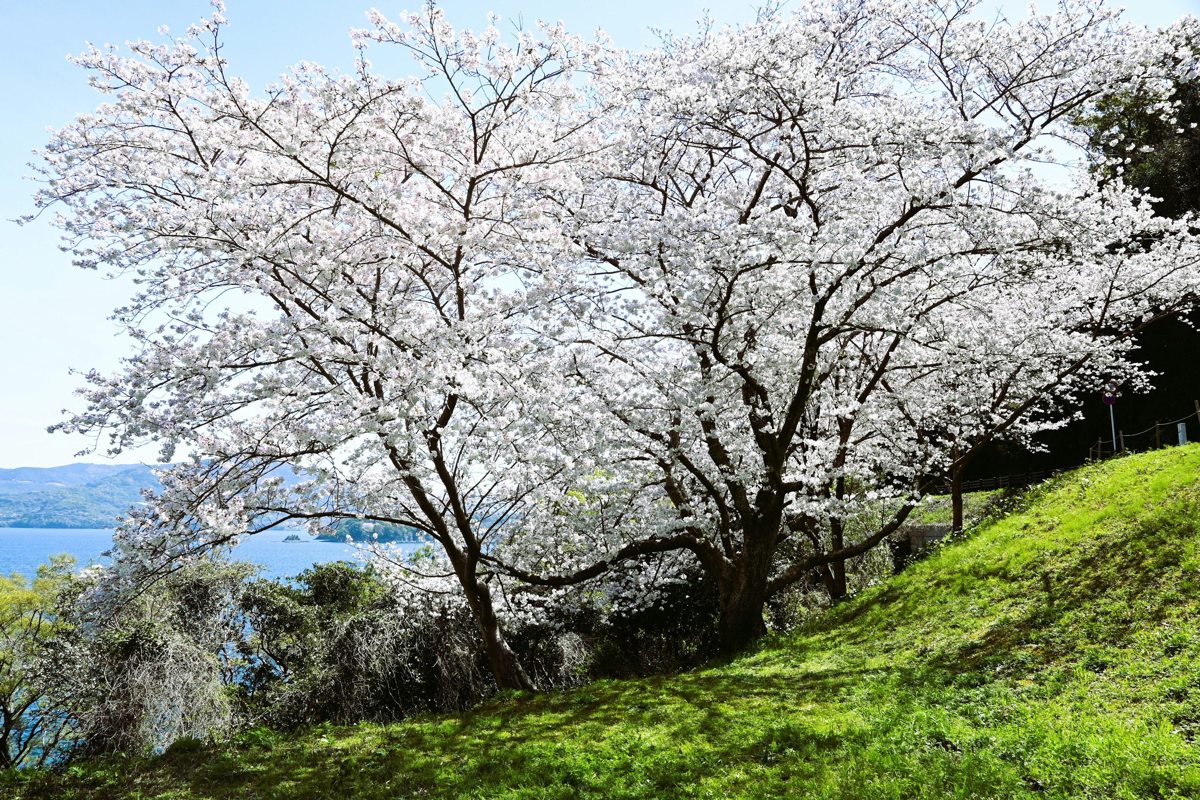 Blossoming cherry tree under blue sky with green grass