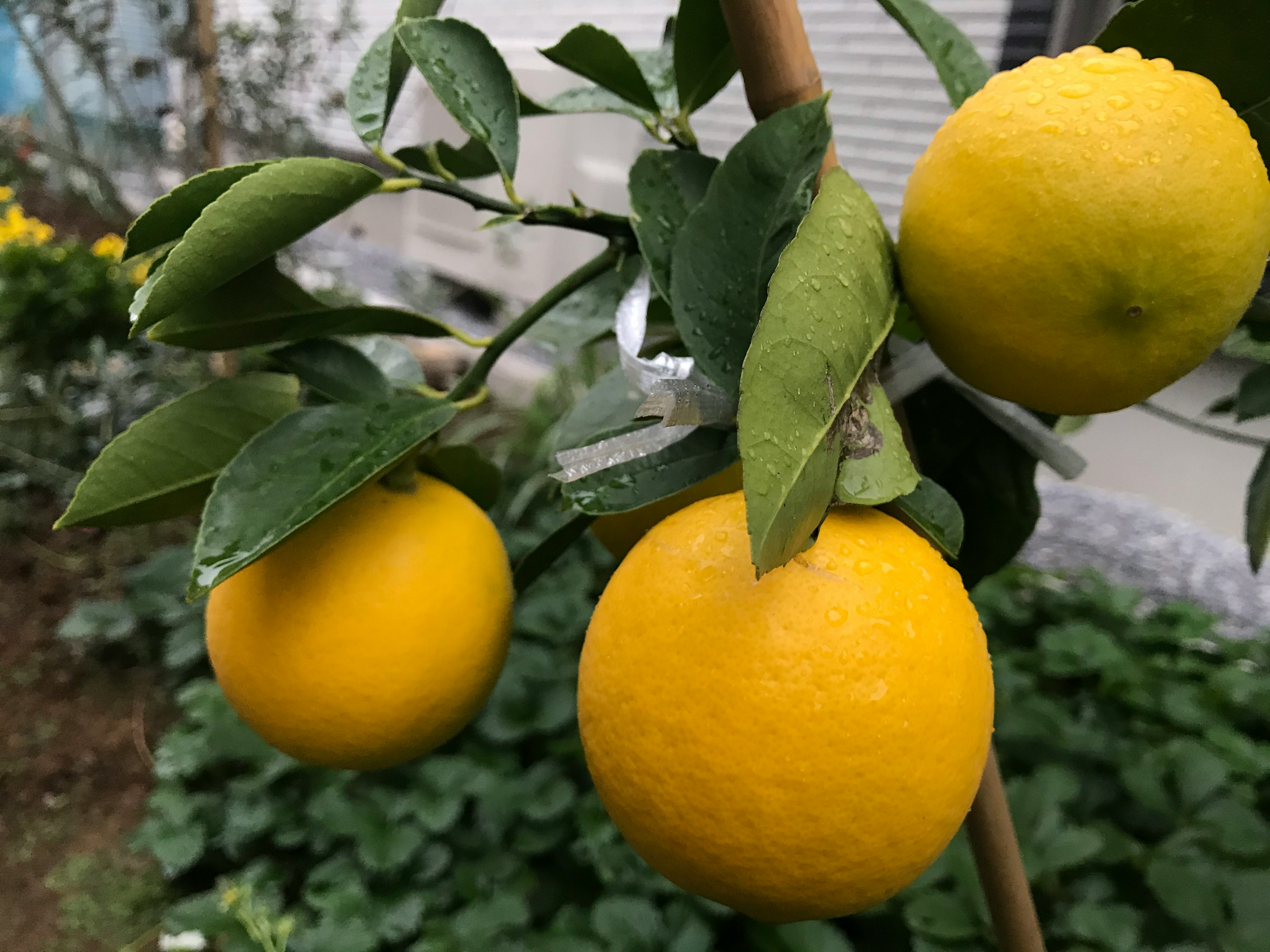 Citrons jaunes suspendus à une branche d'arbre