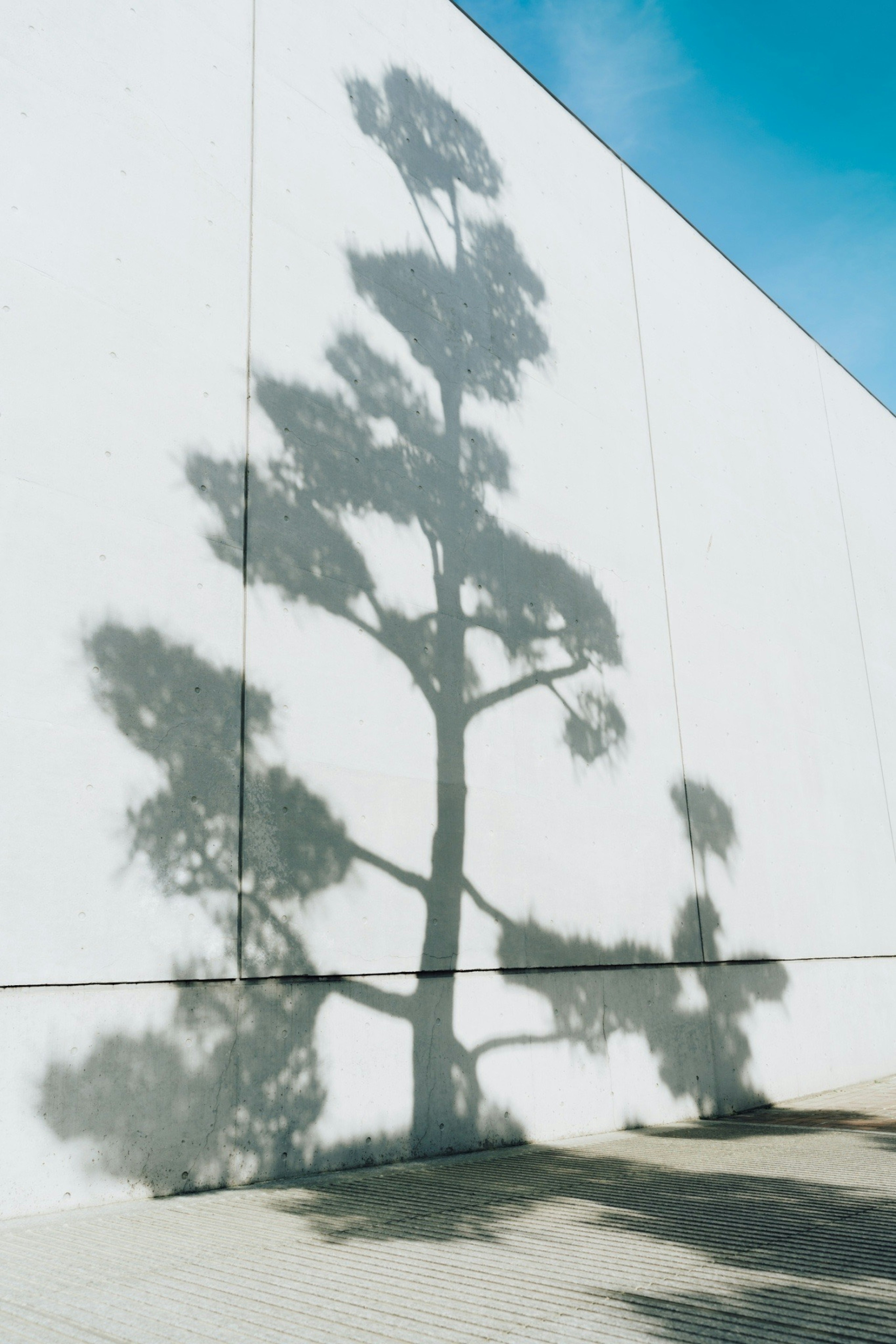 Ombra di un albero su un muro bianco sotto un cielo blu