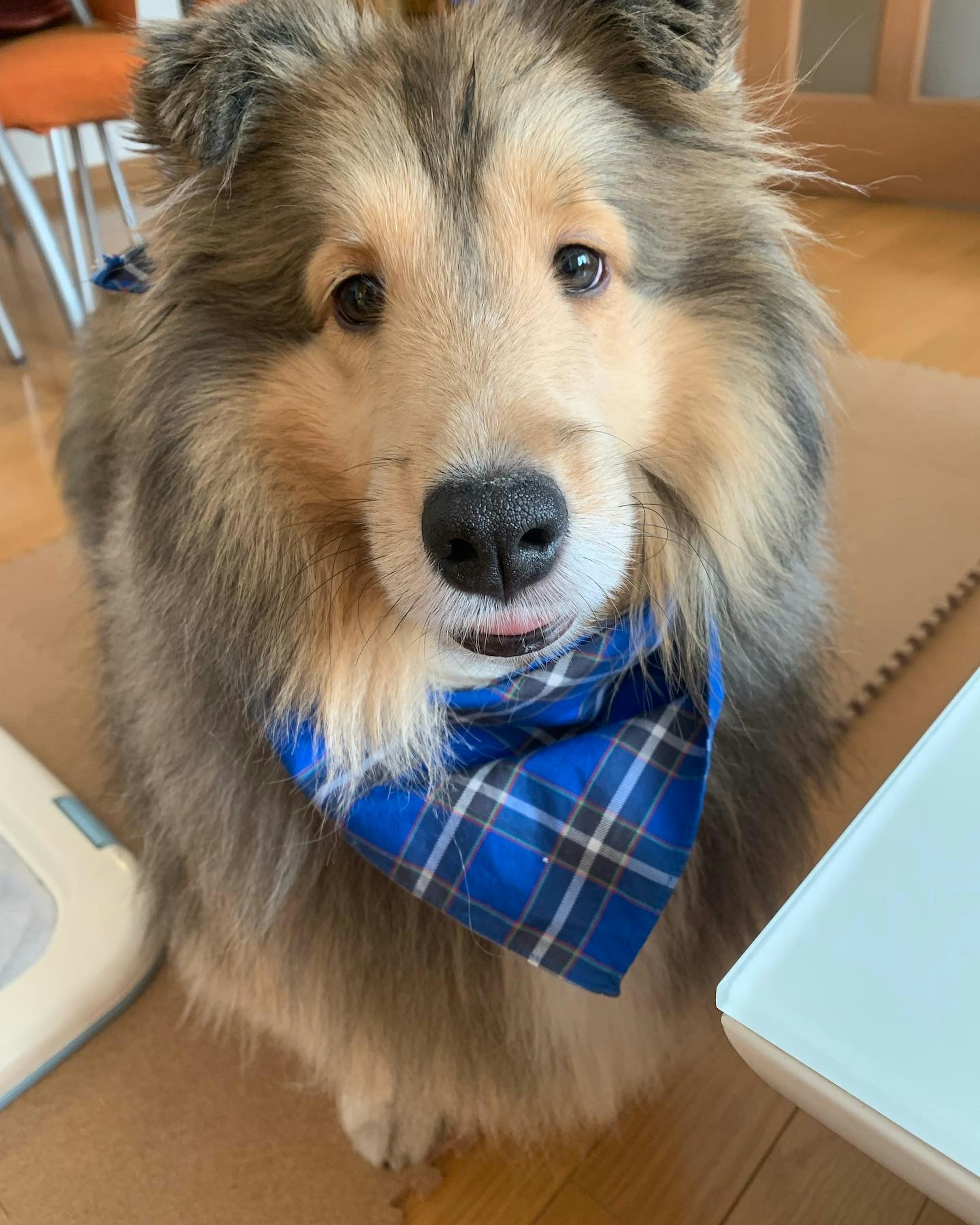 青いスカーフをつけたコリー犬がカメラを見つめている