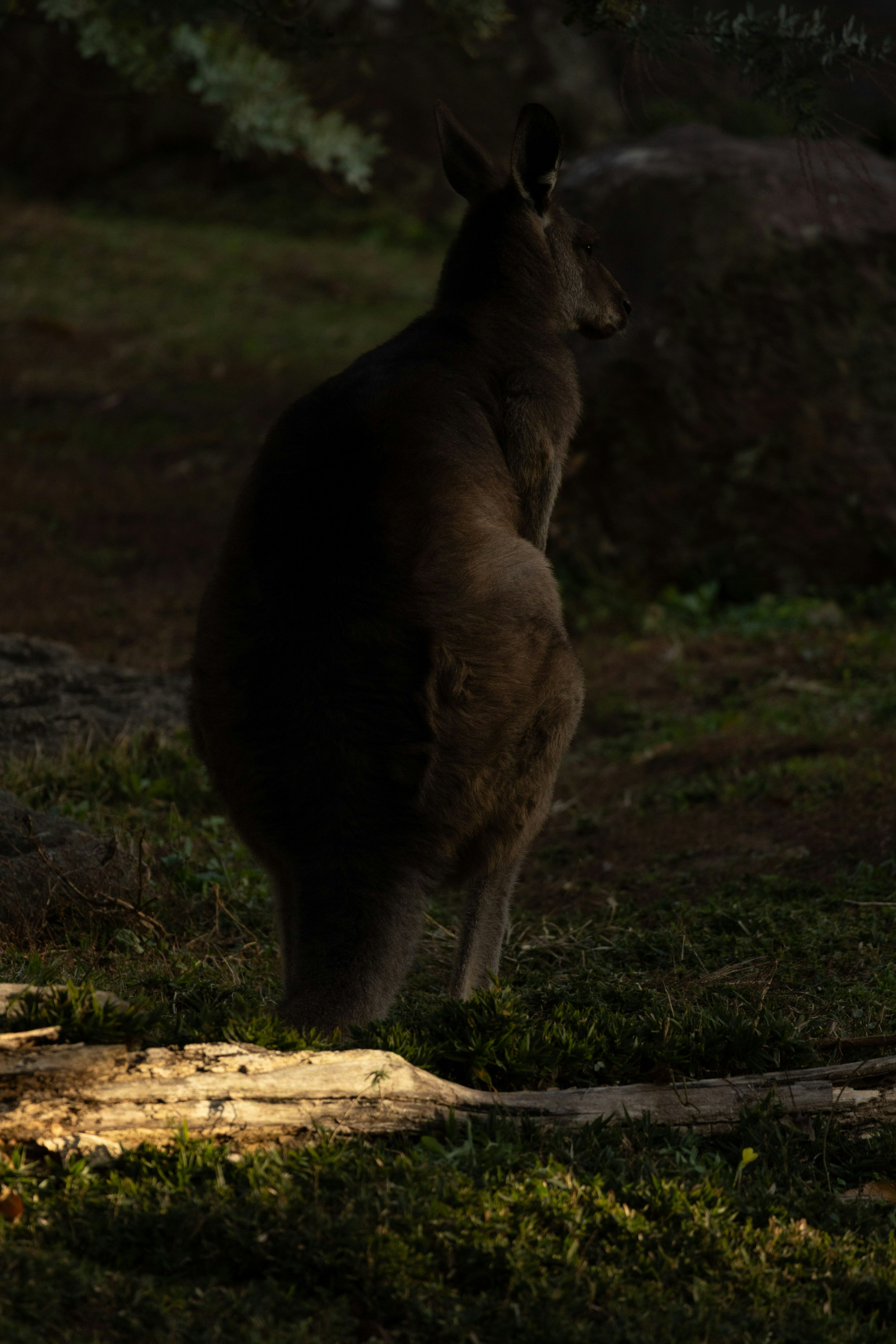 Vista posteriore di un canguro in piedi su uno sfondo scuro