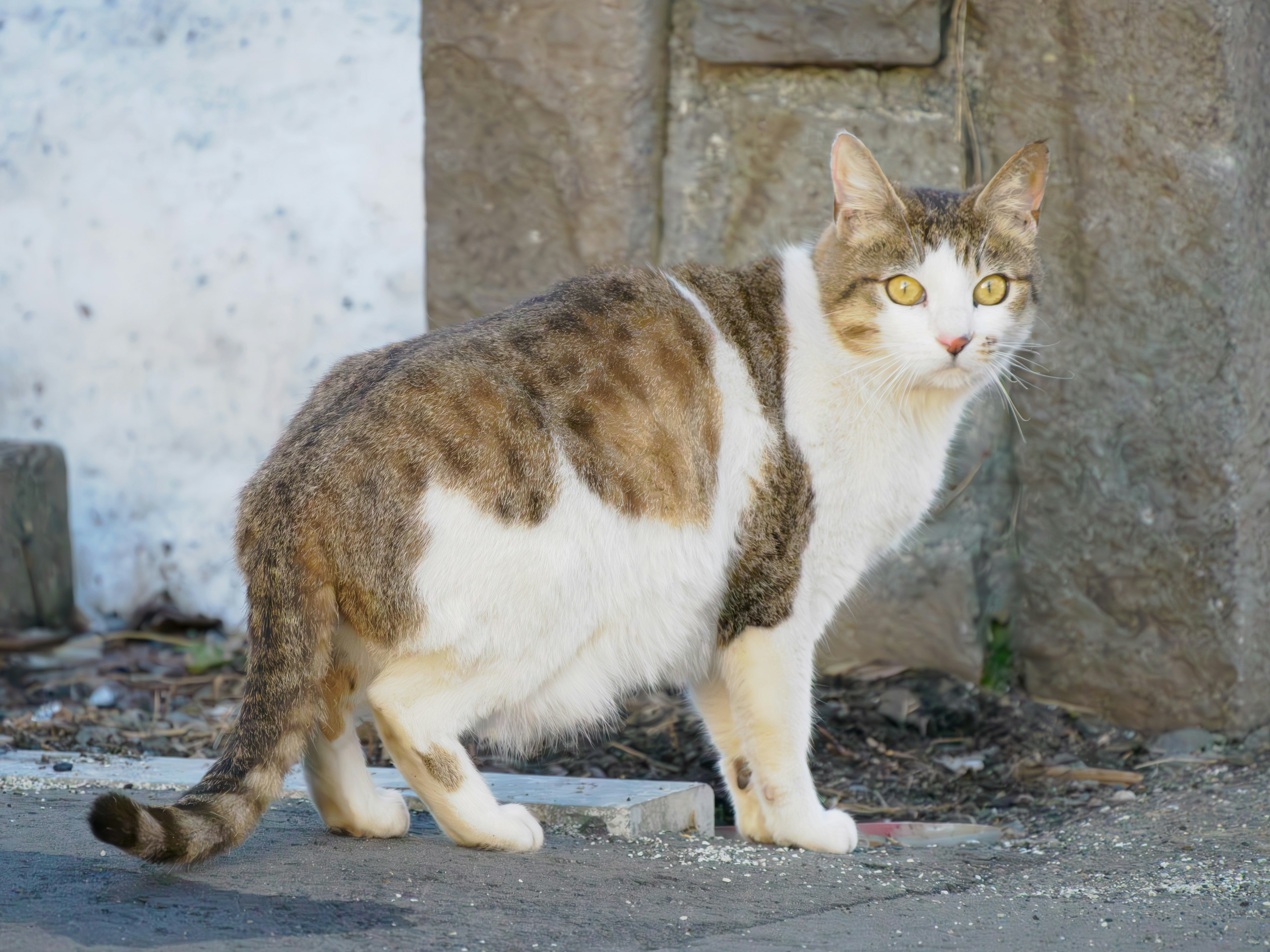 外で立っている猫の画像 背景は石壁 目は黄色