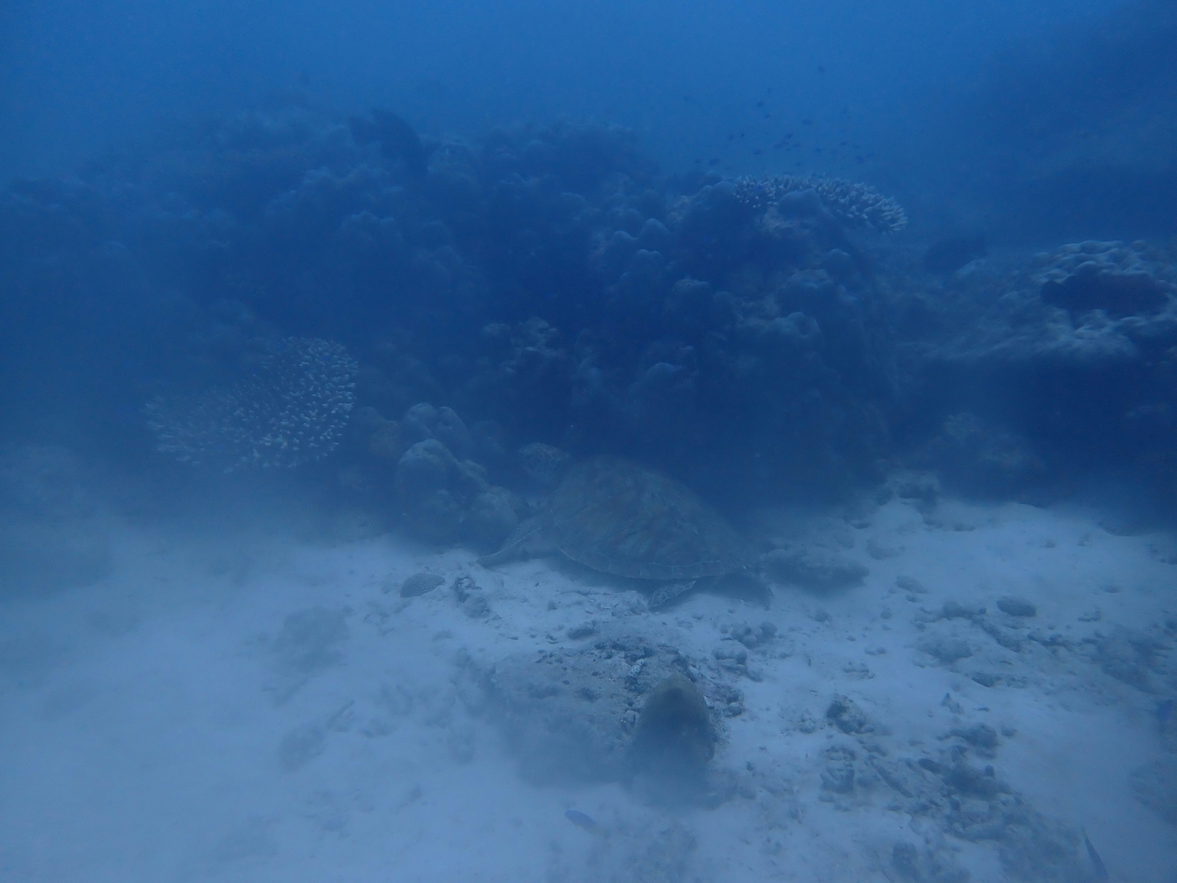 Underwater scene featuring rocky formations and sandy ocean floor