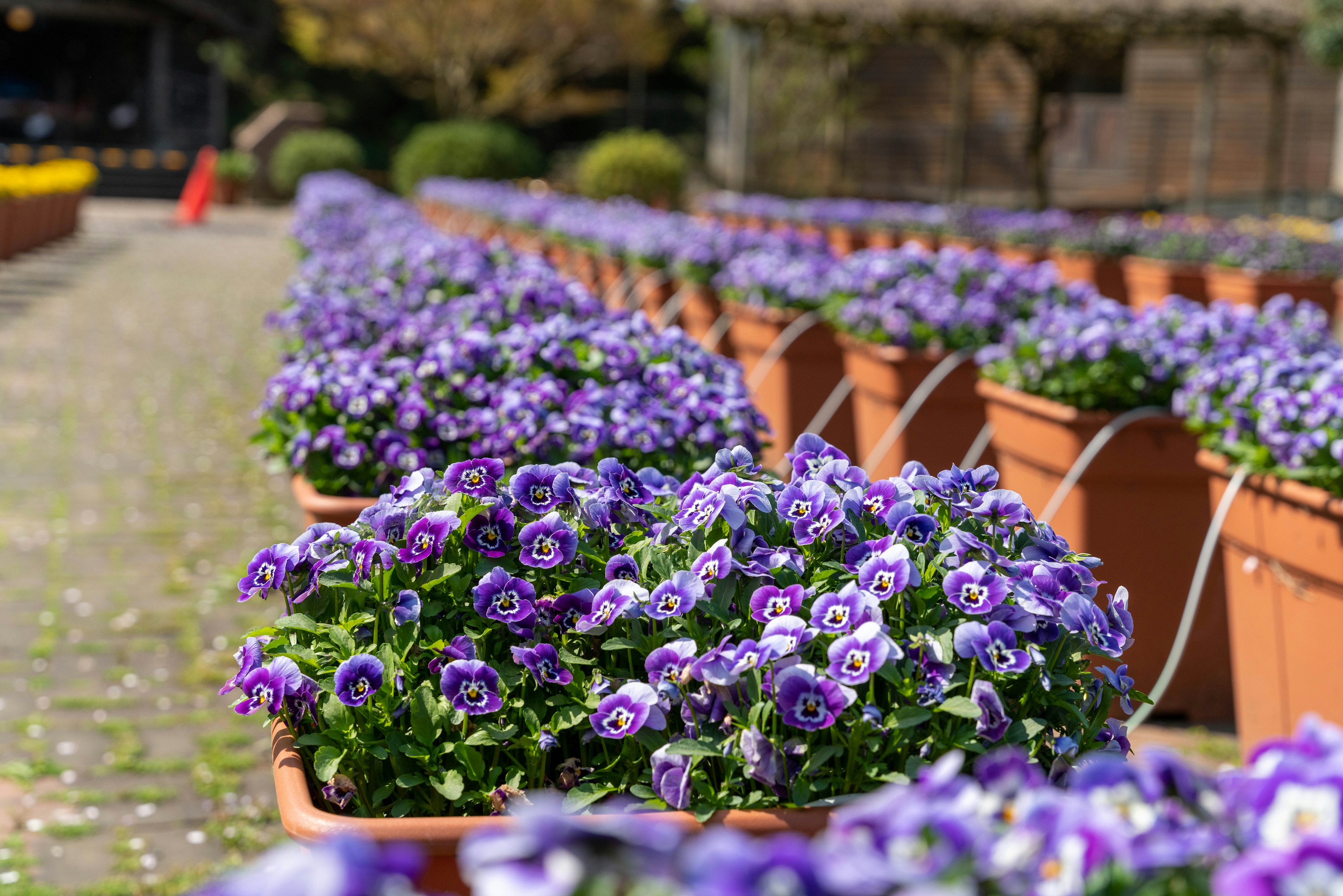 Reihe von lila Blumen in Töpfen