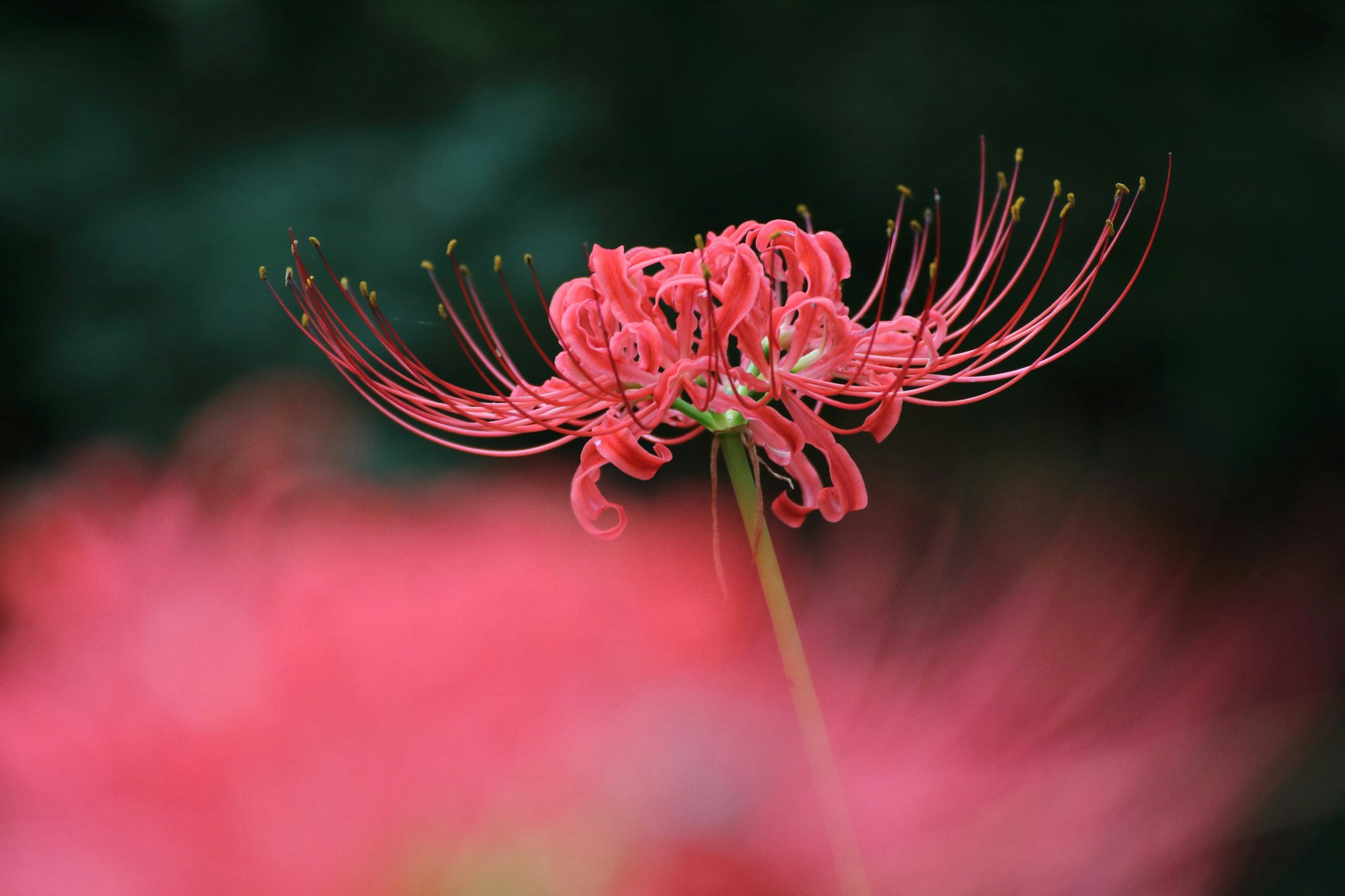 Vibrant red spider lily blooming beautifully against a blurred background