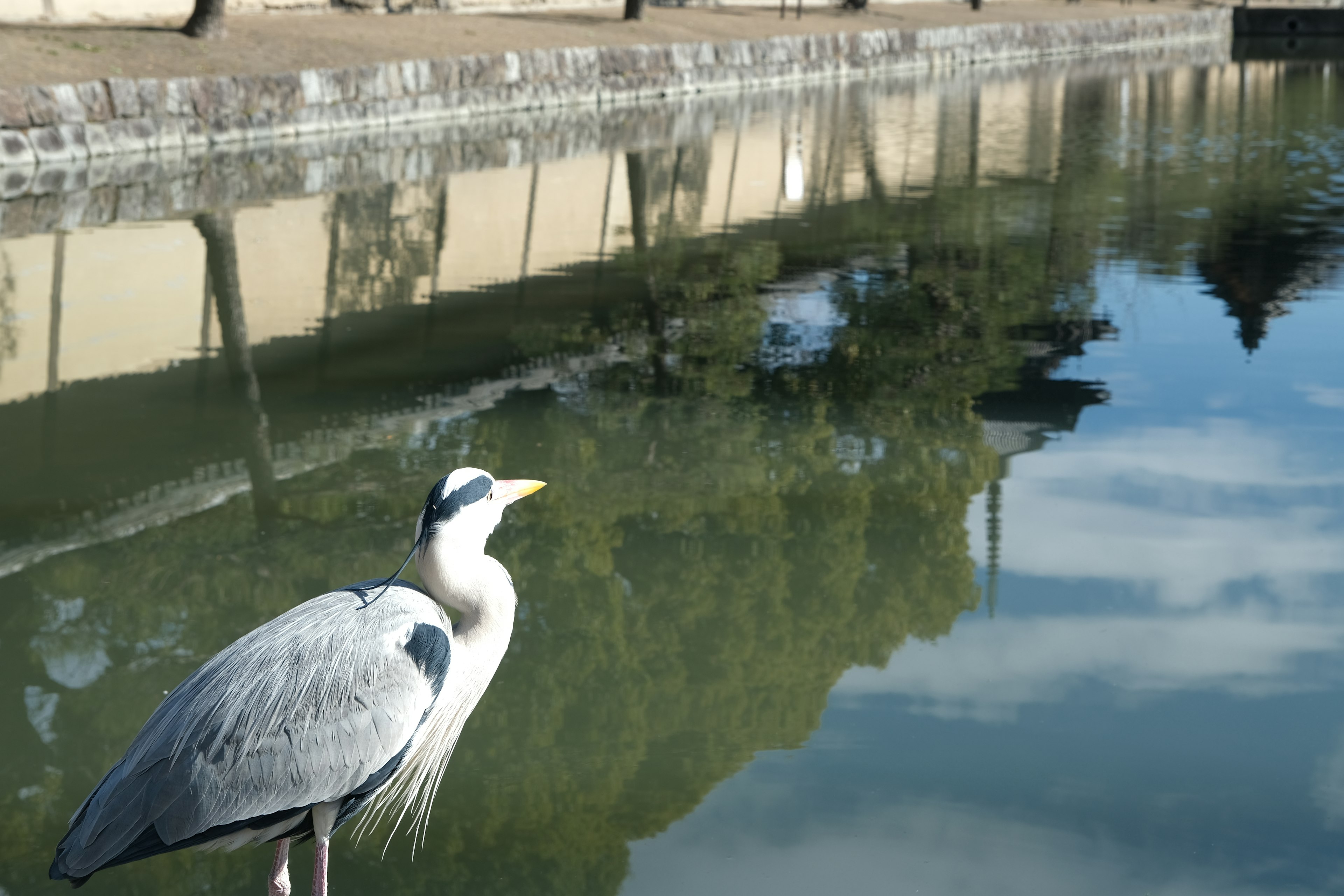 Una gru in piedi vicino all'acqua con un paesaggio riflesso