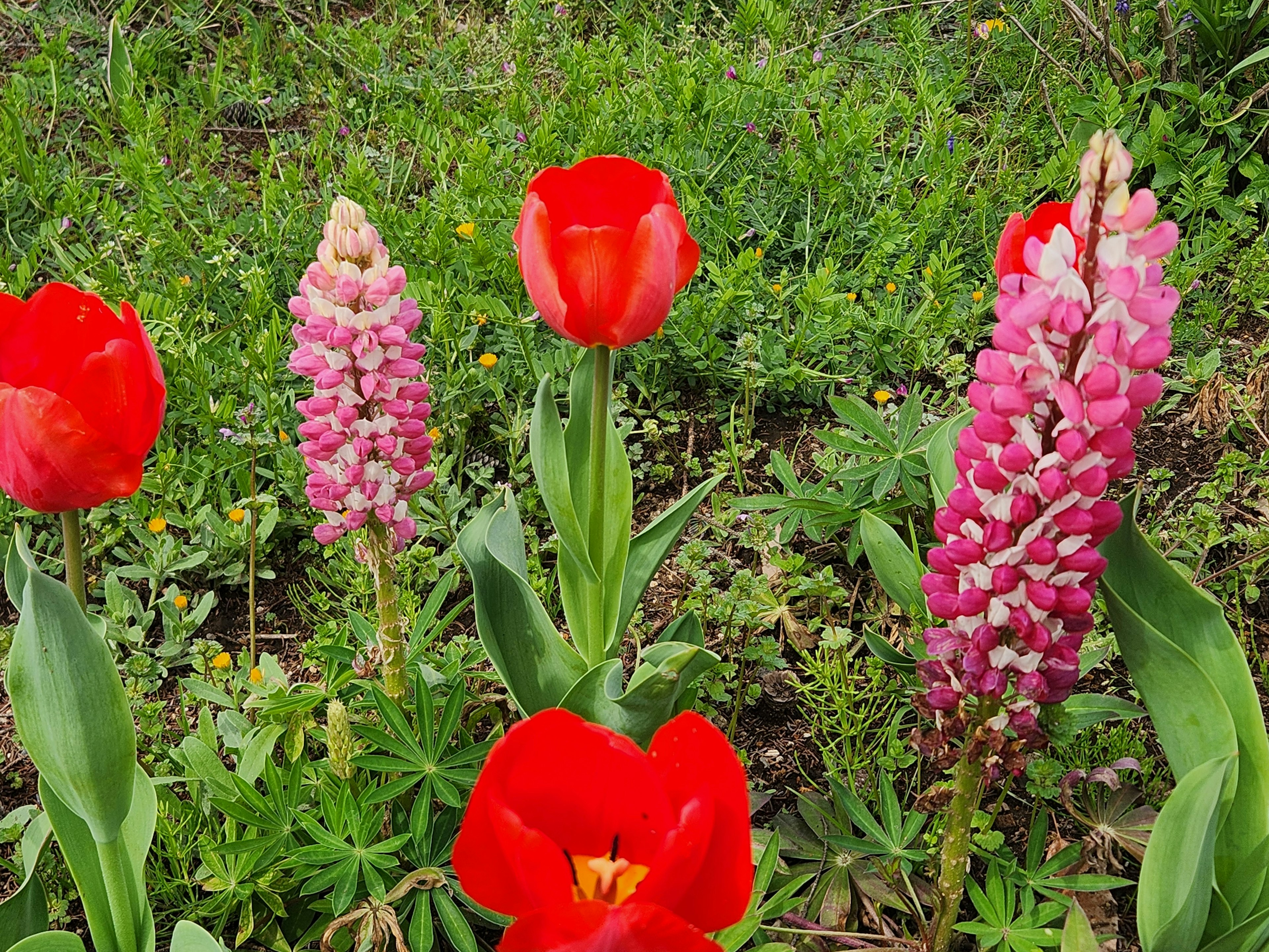 赤いチューリップとピンクの花が咲く緑の草地