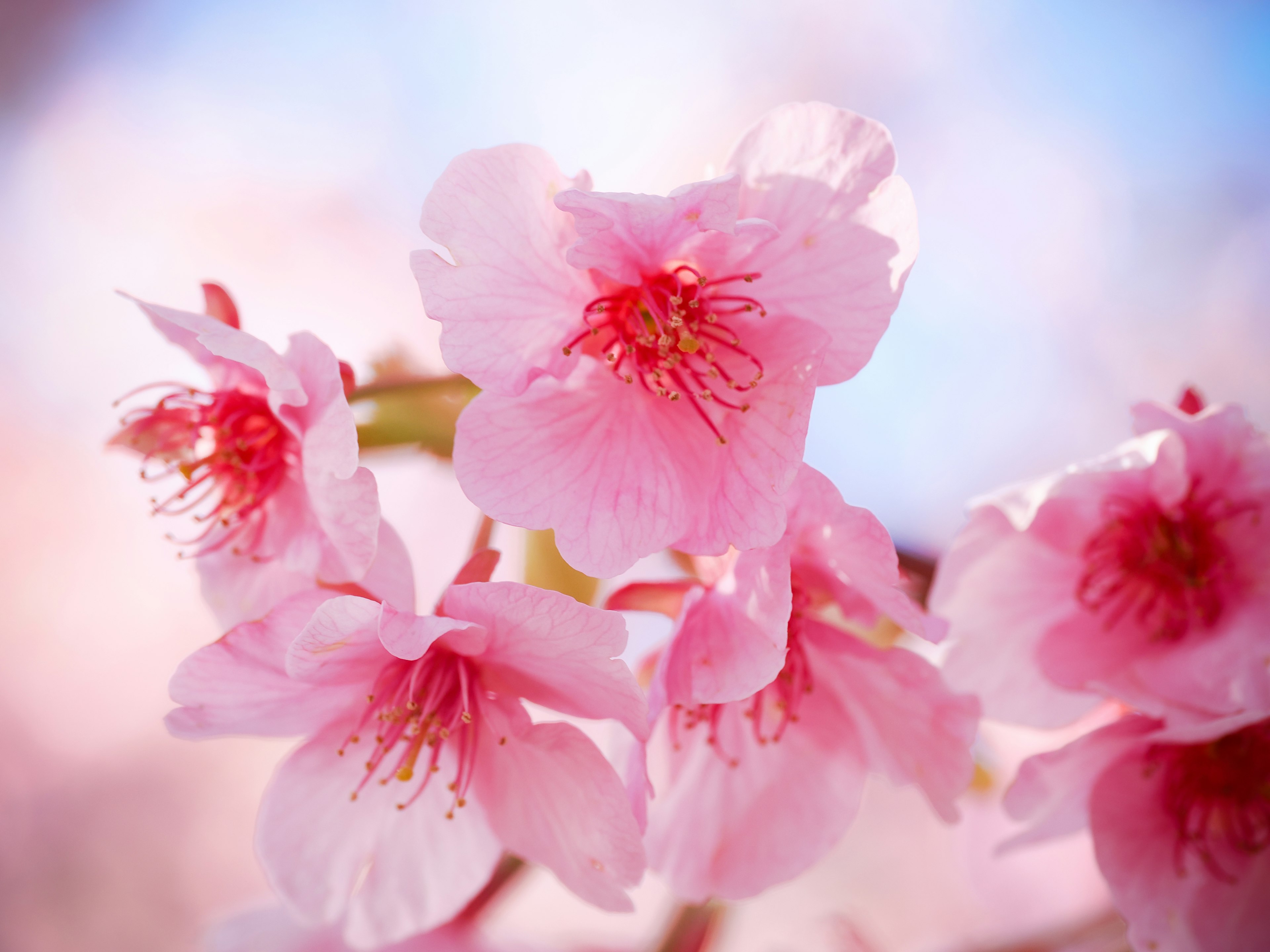 Gambar close-up bunga sakura merah muda yang mekar