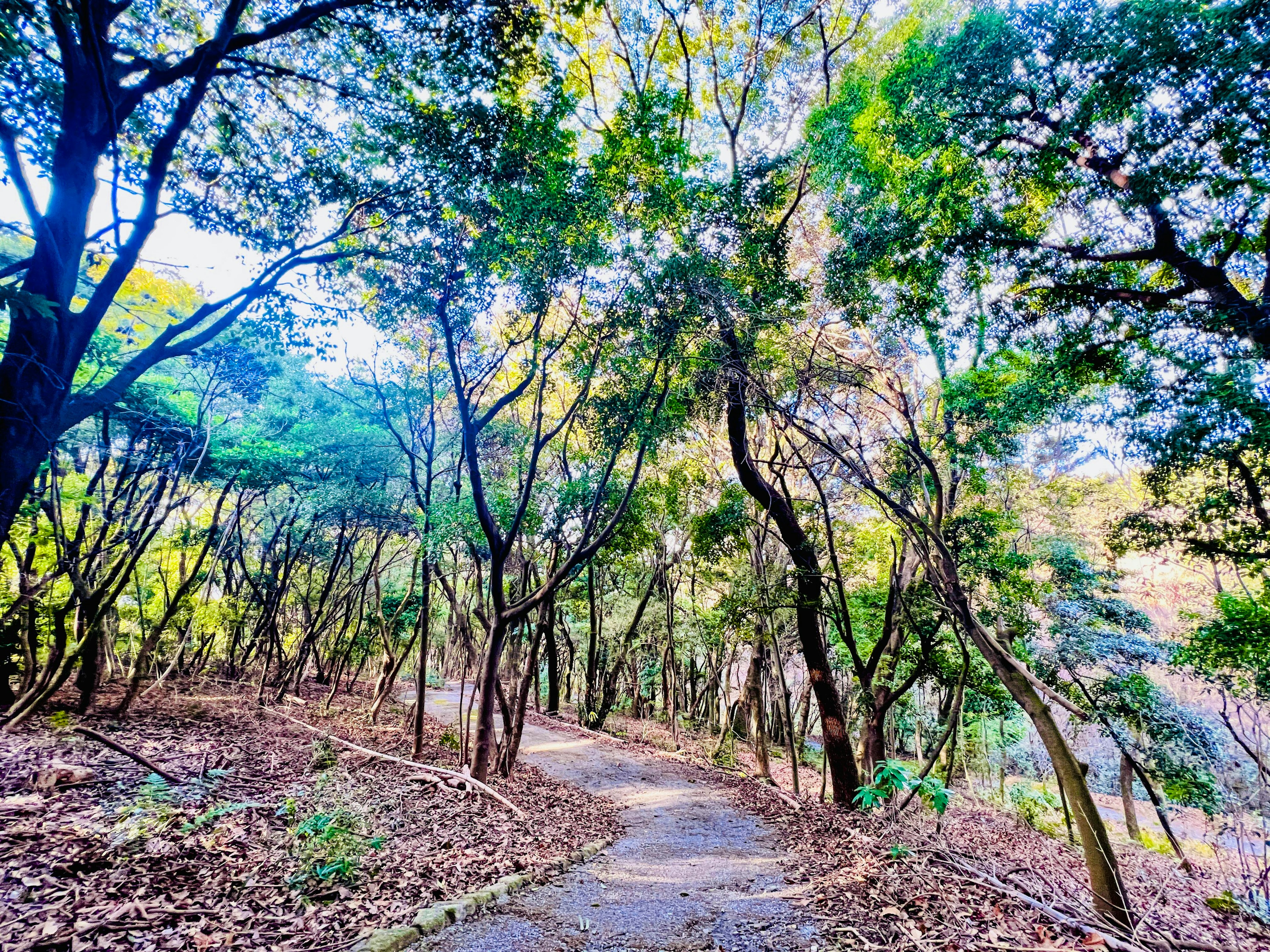 蜿蜒的小路被郁郁葱葱的树木环绕