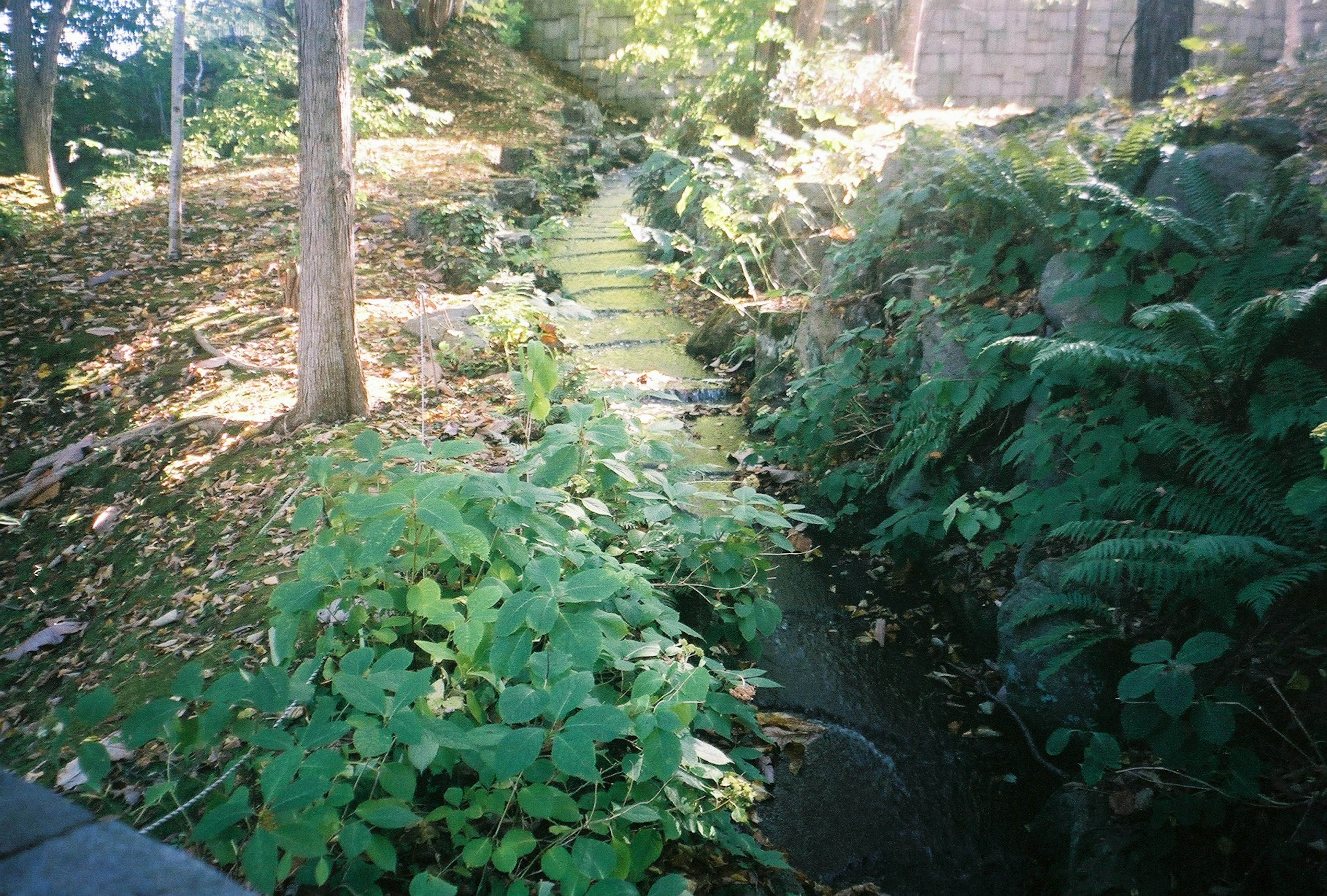 緑豊かな植物と小川が流れる自然の風景