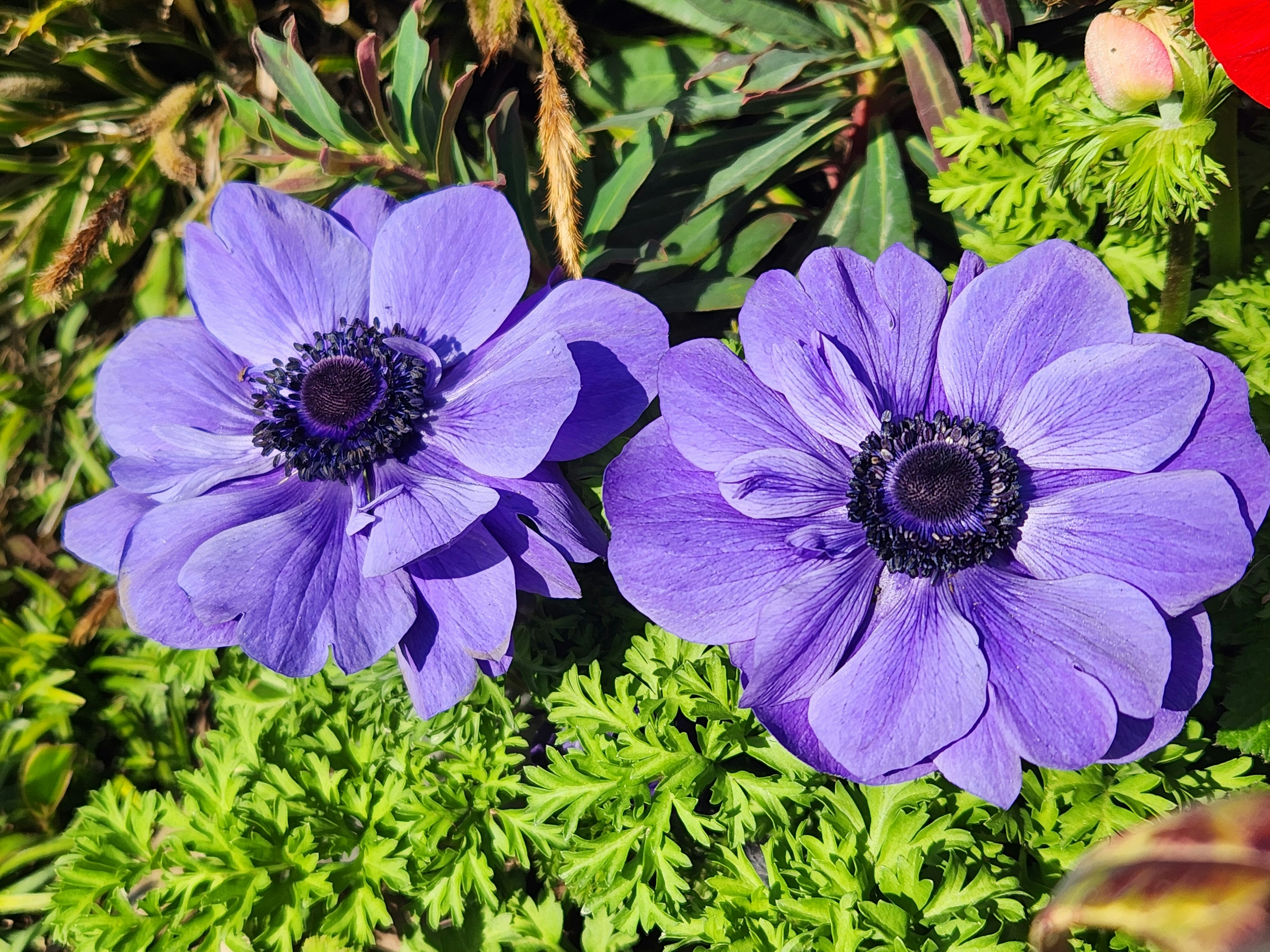 Flores de anémona moradas vibrantes rodeadas de follaje verde