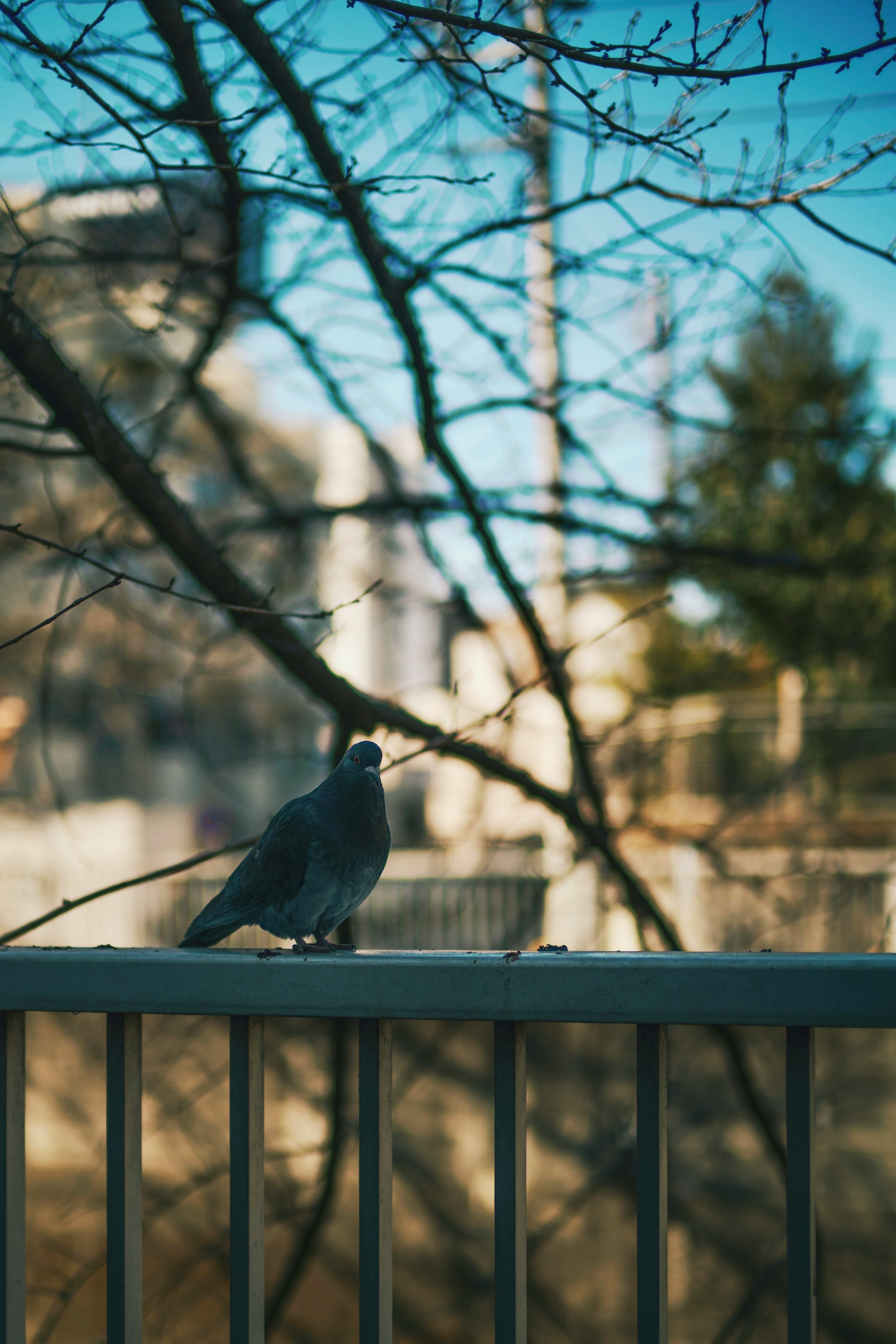 青空の下でフェンスに止まる鳩の側面