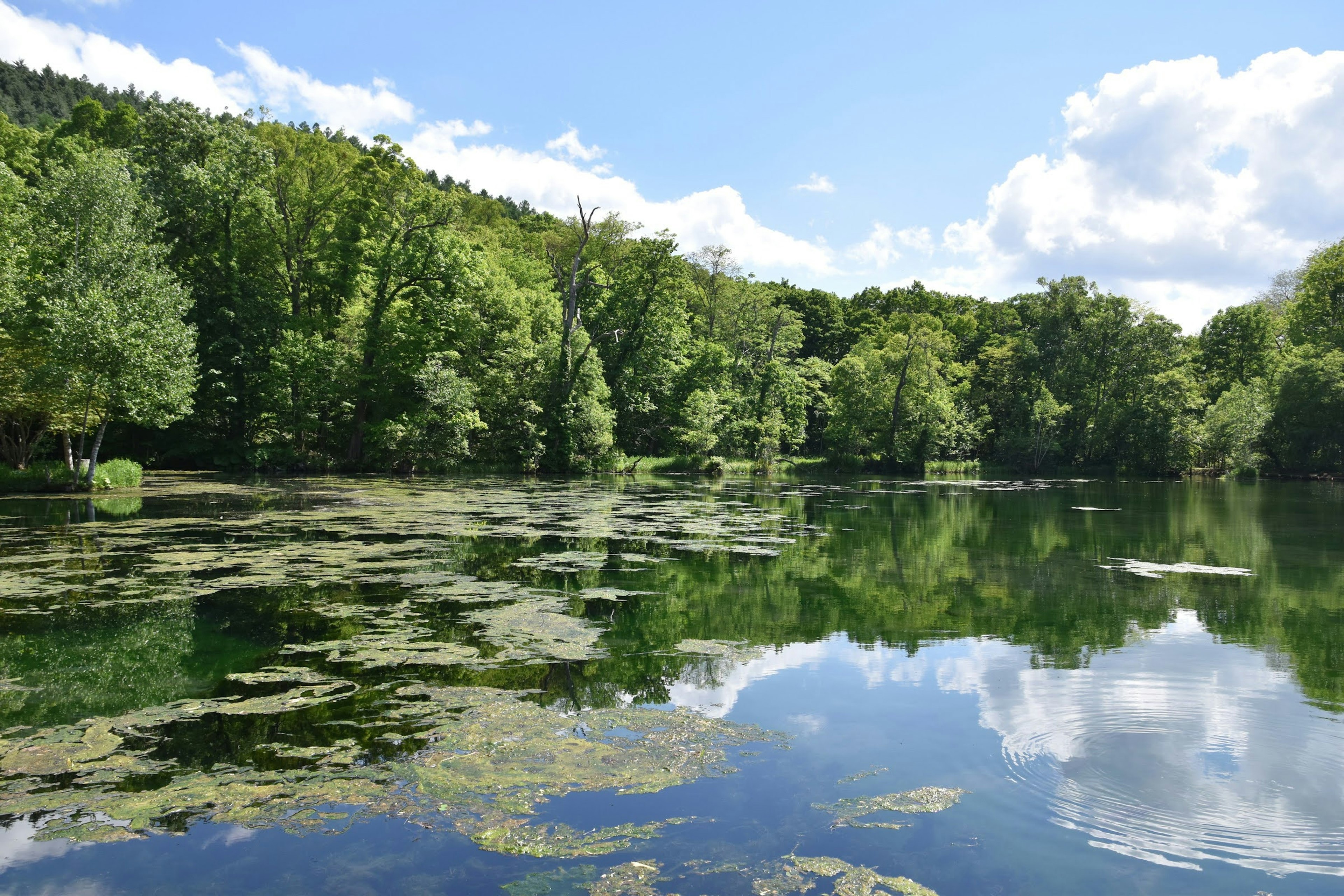 Lac pittoresque entouré de verdure luxuriante avec des reflets de nuages sur l'eau