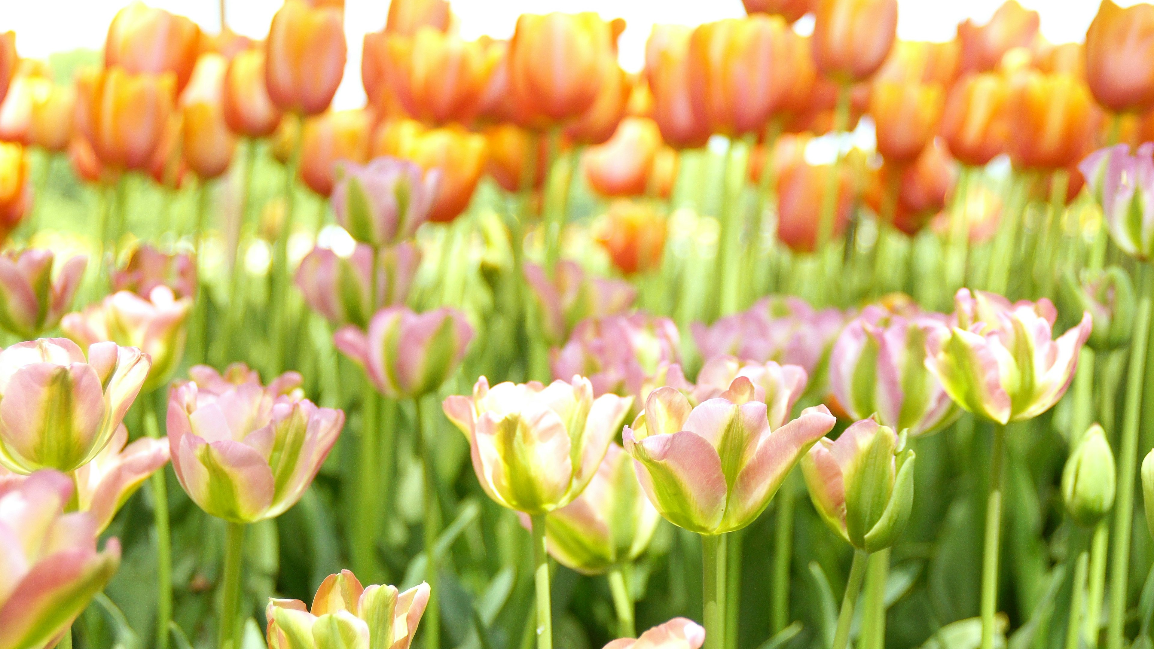 Bunga tulip berwarna-warni mekar di taman