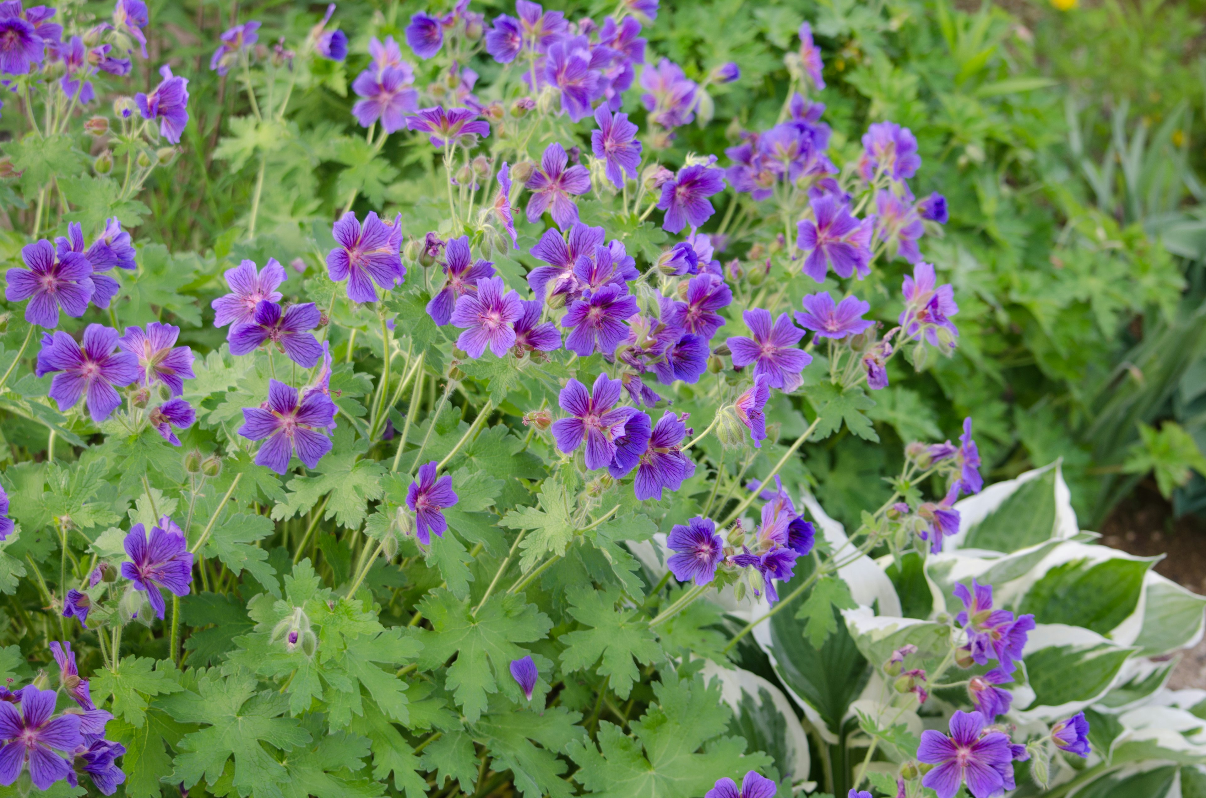 緑の葉の中に咲く紫色の花々の群れ