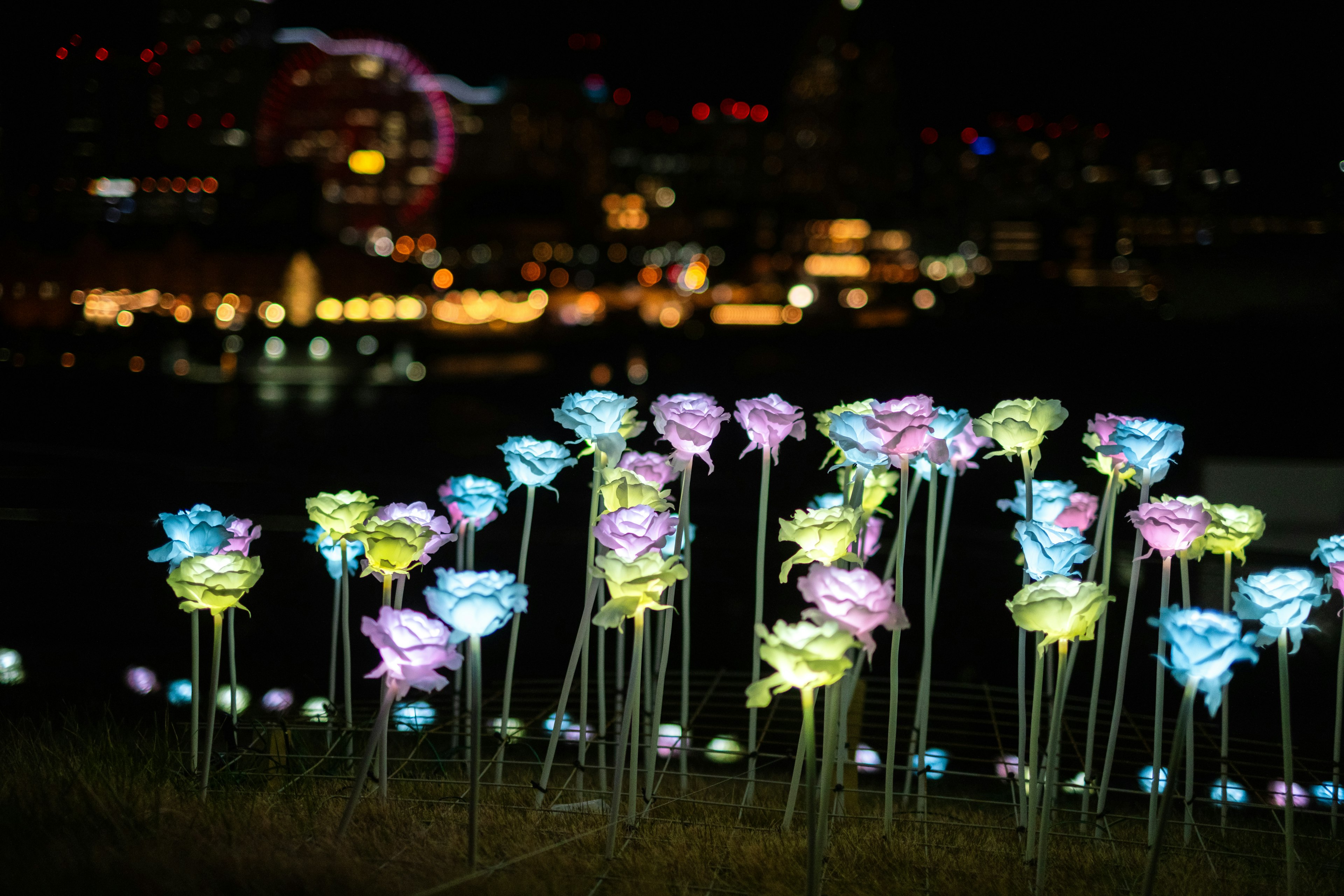 밤의 도시 배경에 있는 다채로운 빛나는 장미