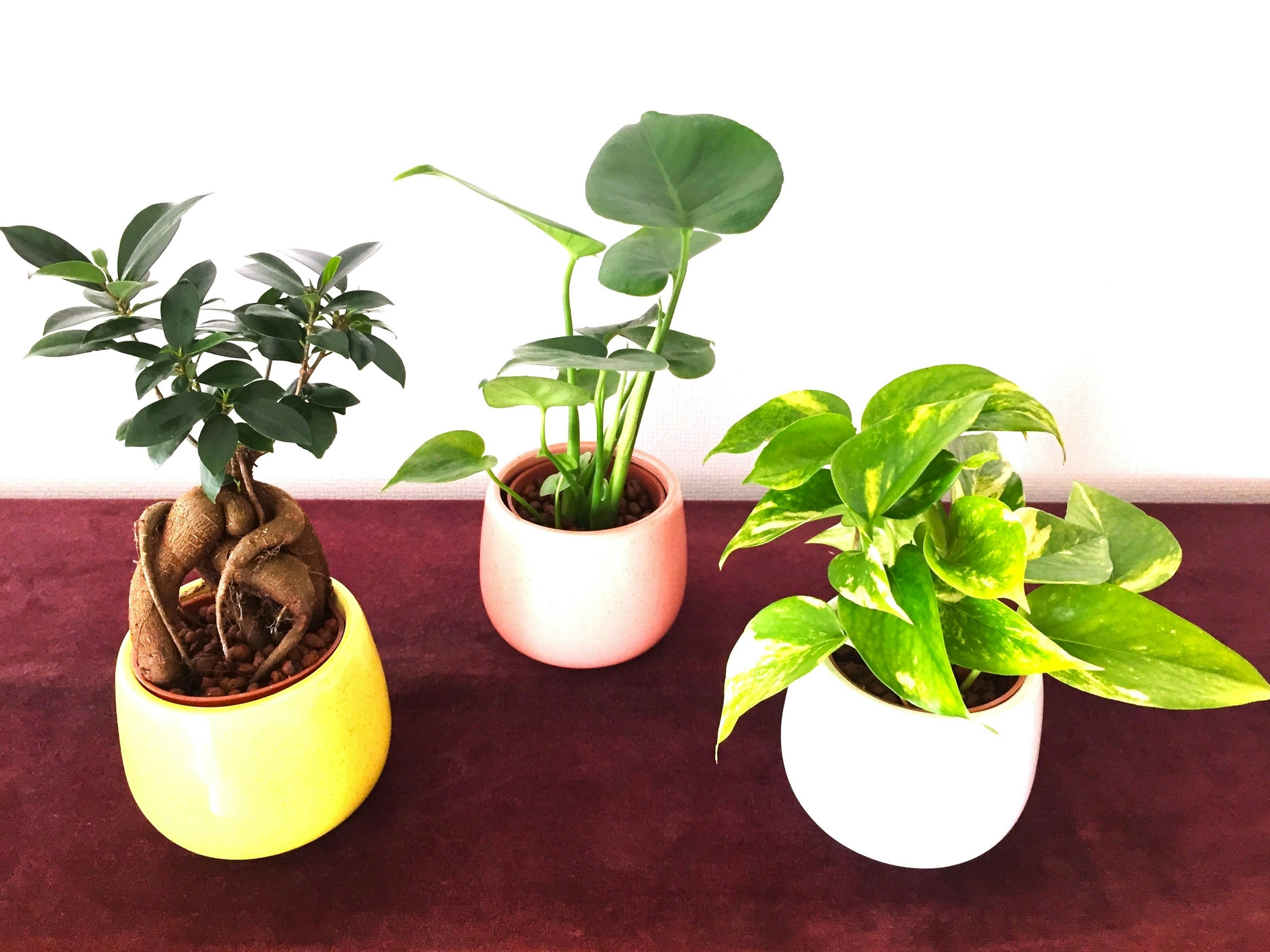 Trois plantes en pot disposées sur une table