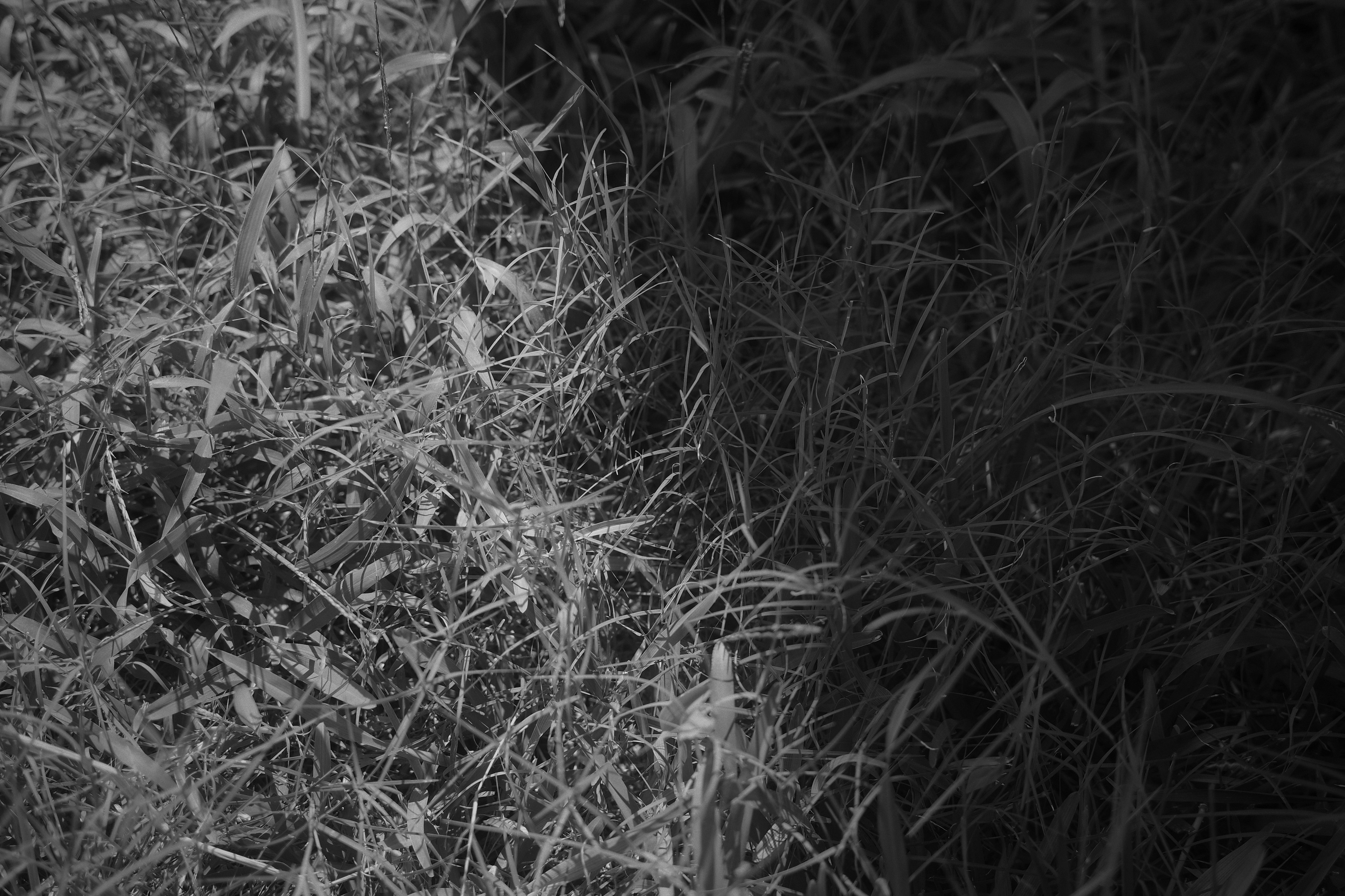 Image of grass texture in black and white