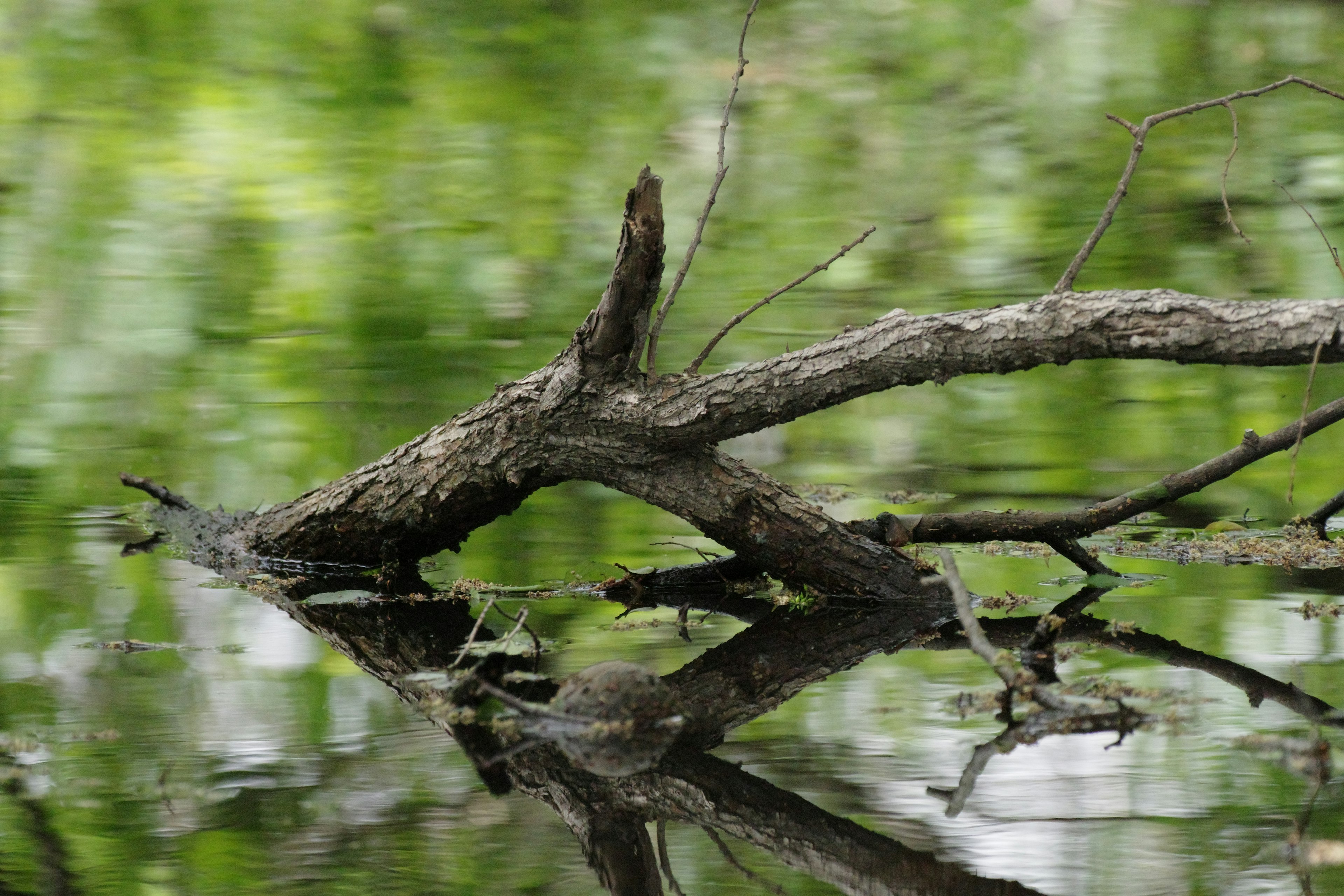 Ein Ast, der auf dem Wasser schwimmt, mit Reflexionen von Grün