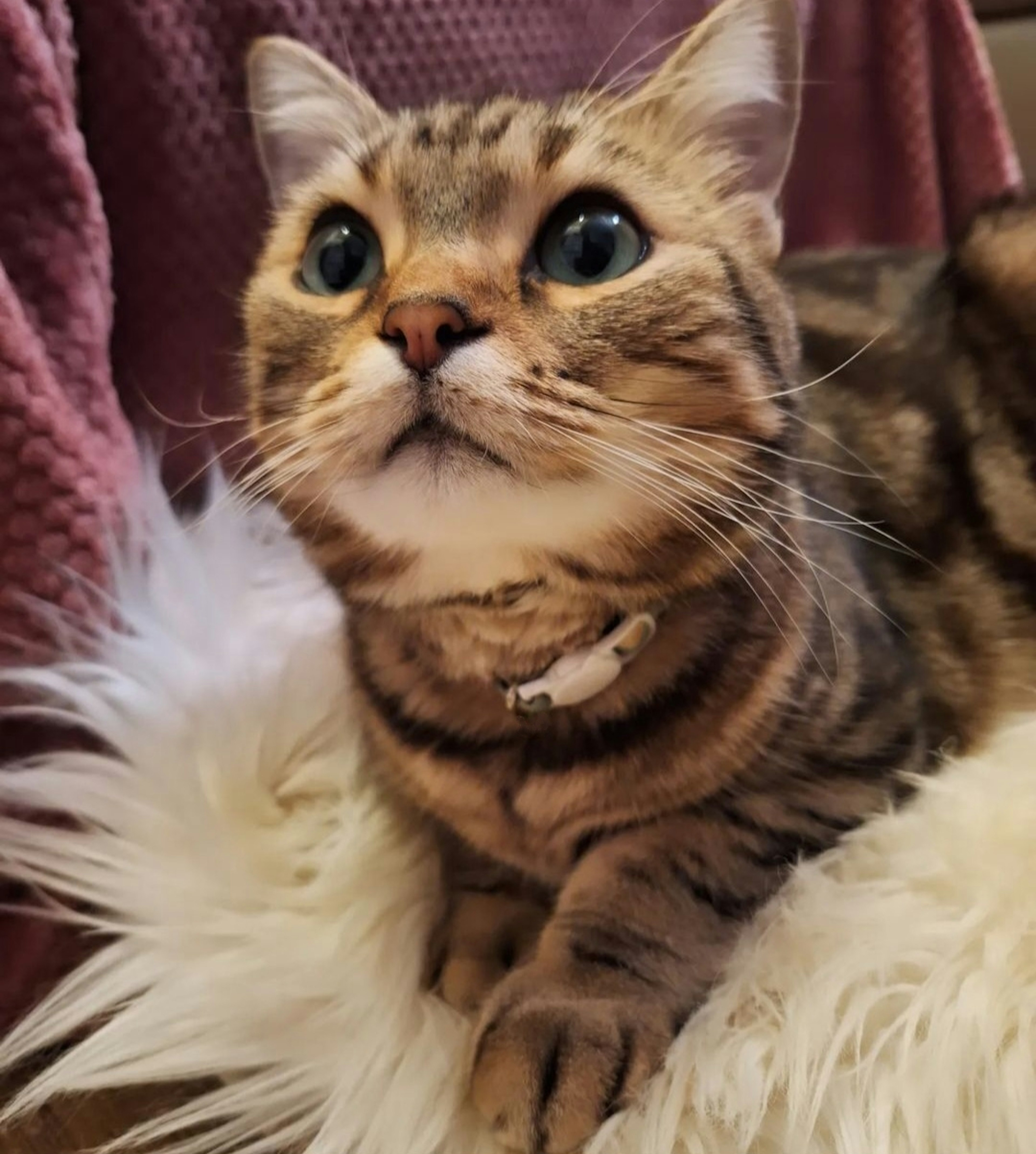 Brown striped cat sitting on a fluffy cushion