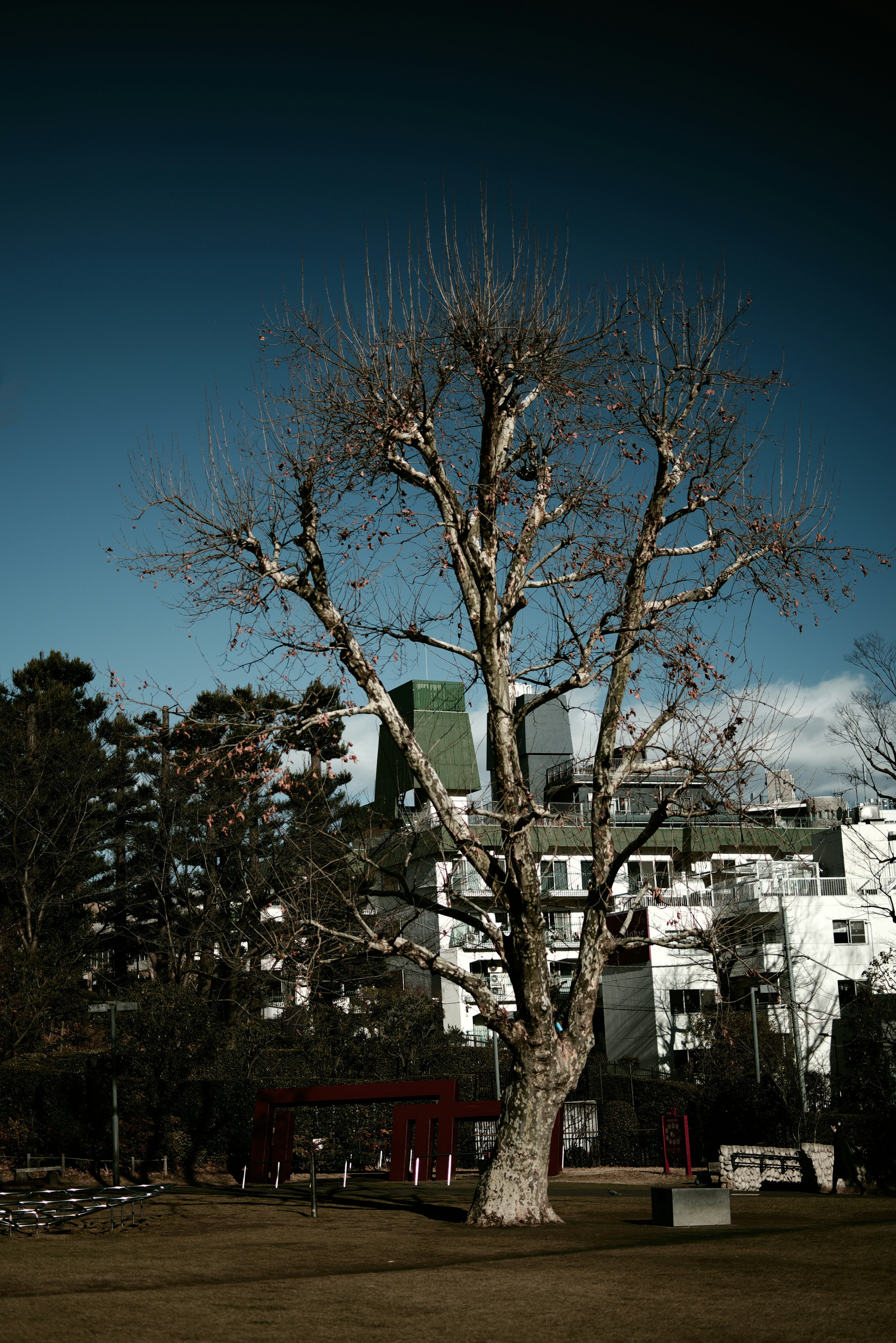 Bare tree against a blue sky and urban backdrop