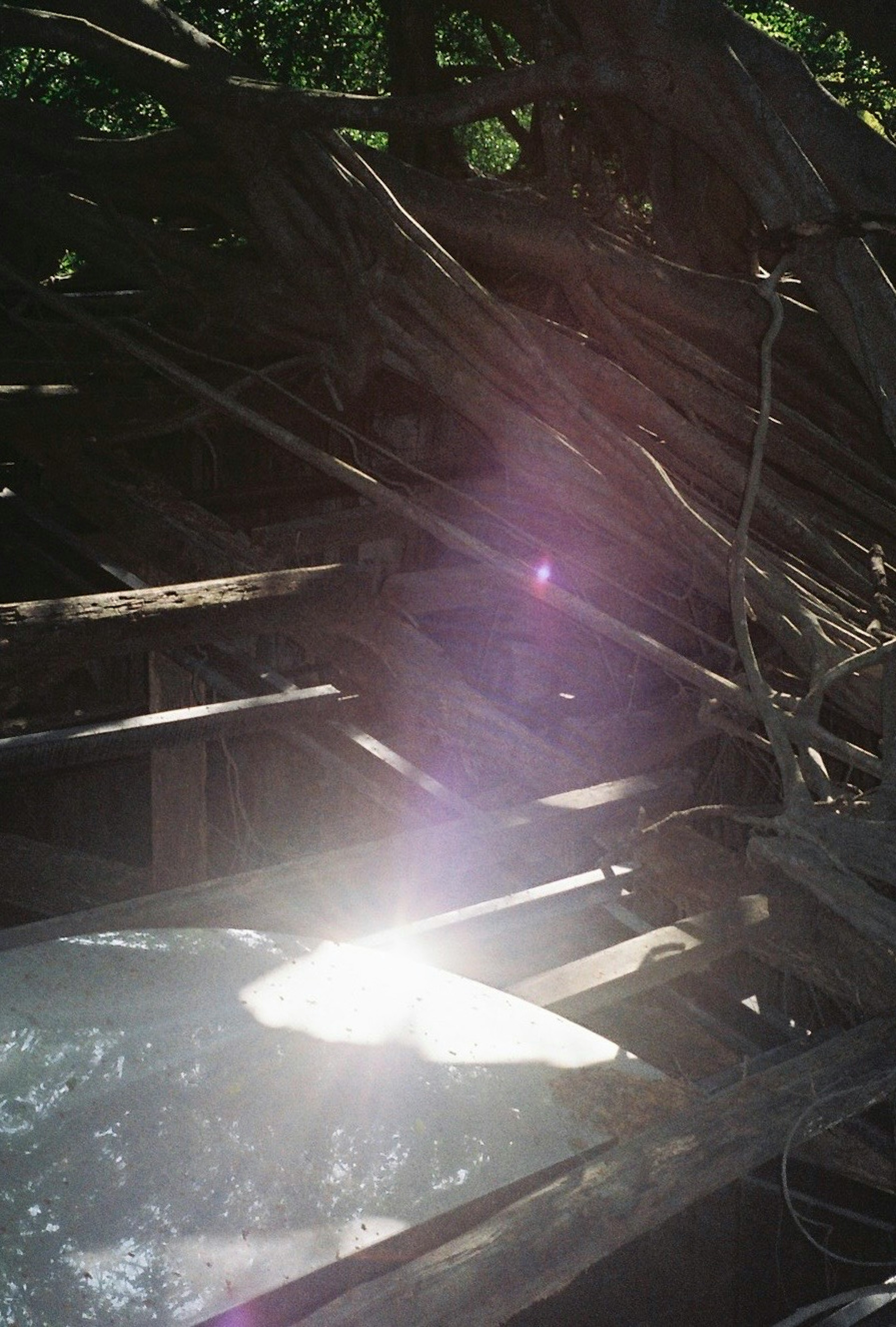 Natural scene with tree branches and light reflection