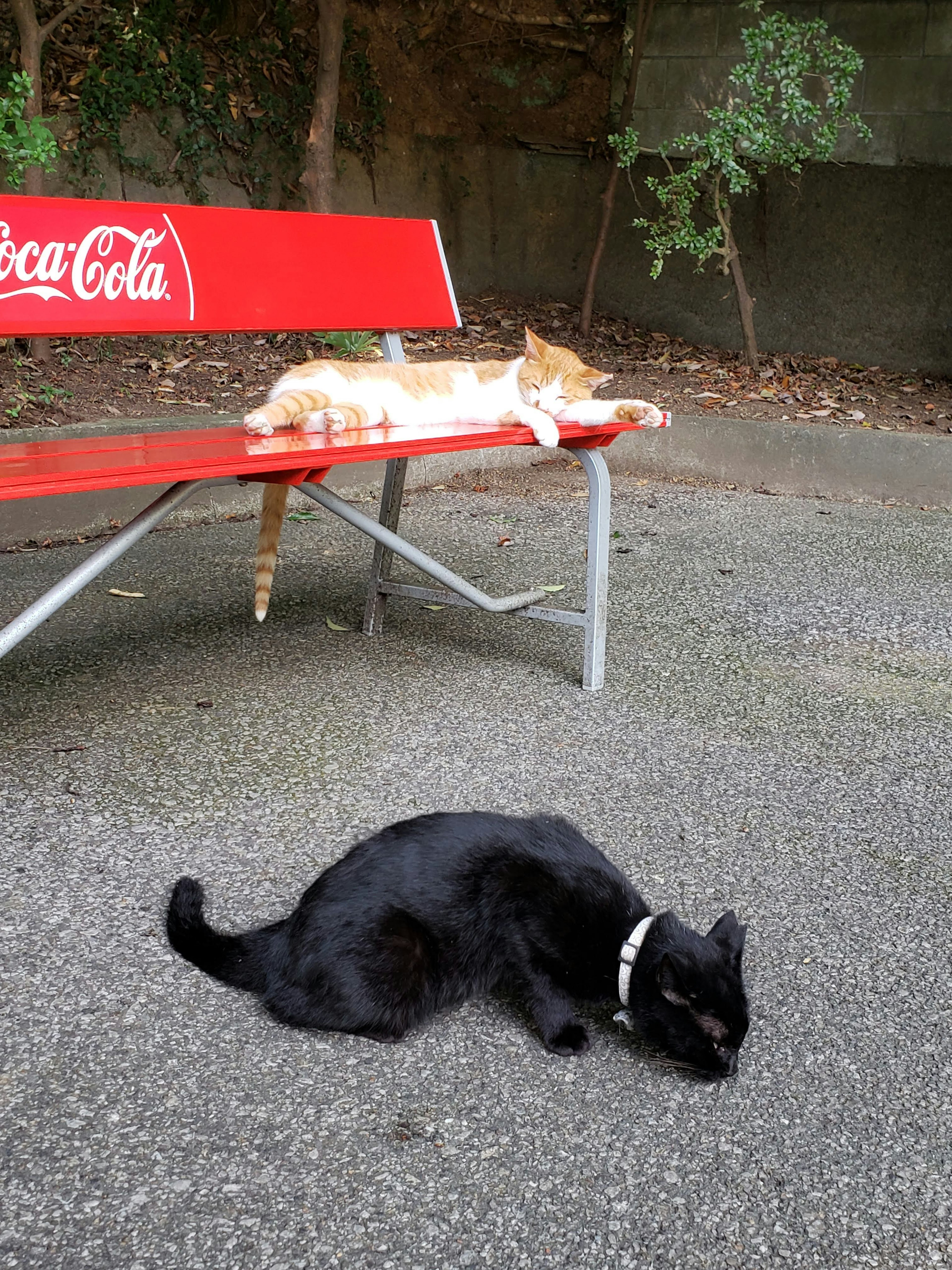 Chat orange allongé sur un banc rouge Coca-Cola avec un chat noir à proximité