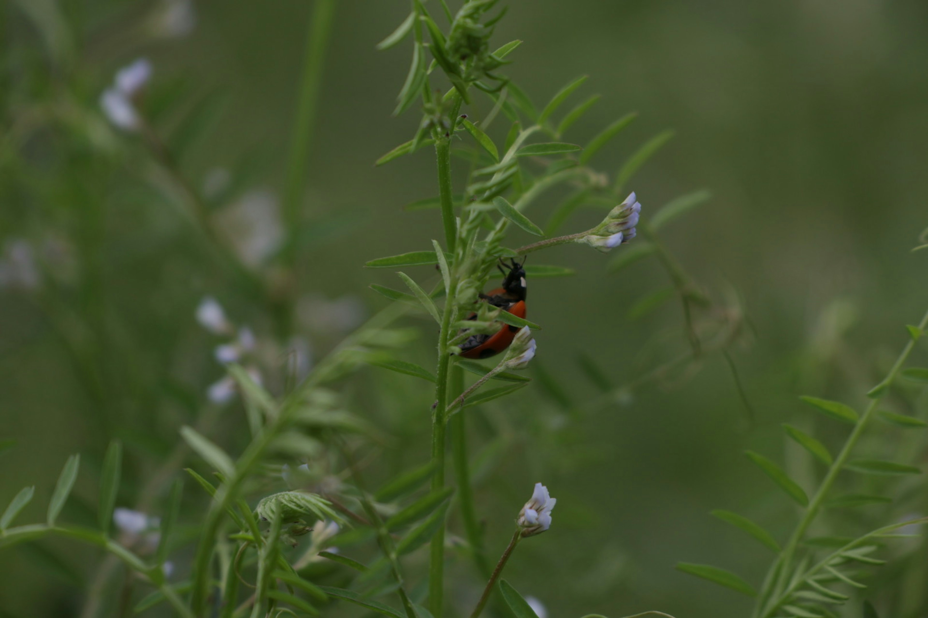 緑の背景に小さな白い花と昆虫が写っている