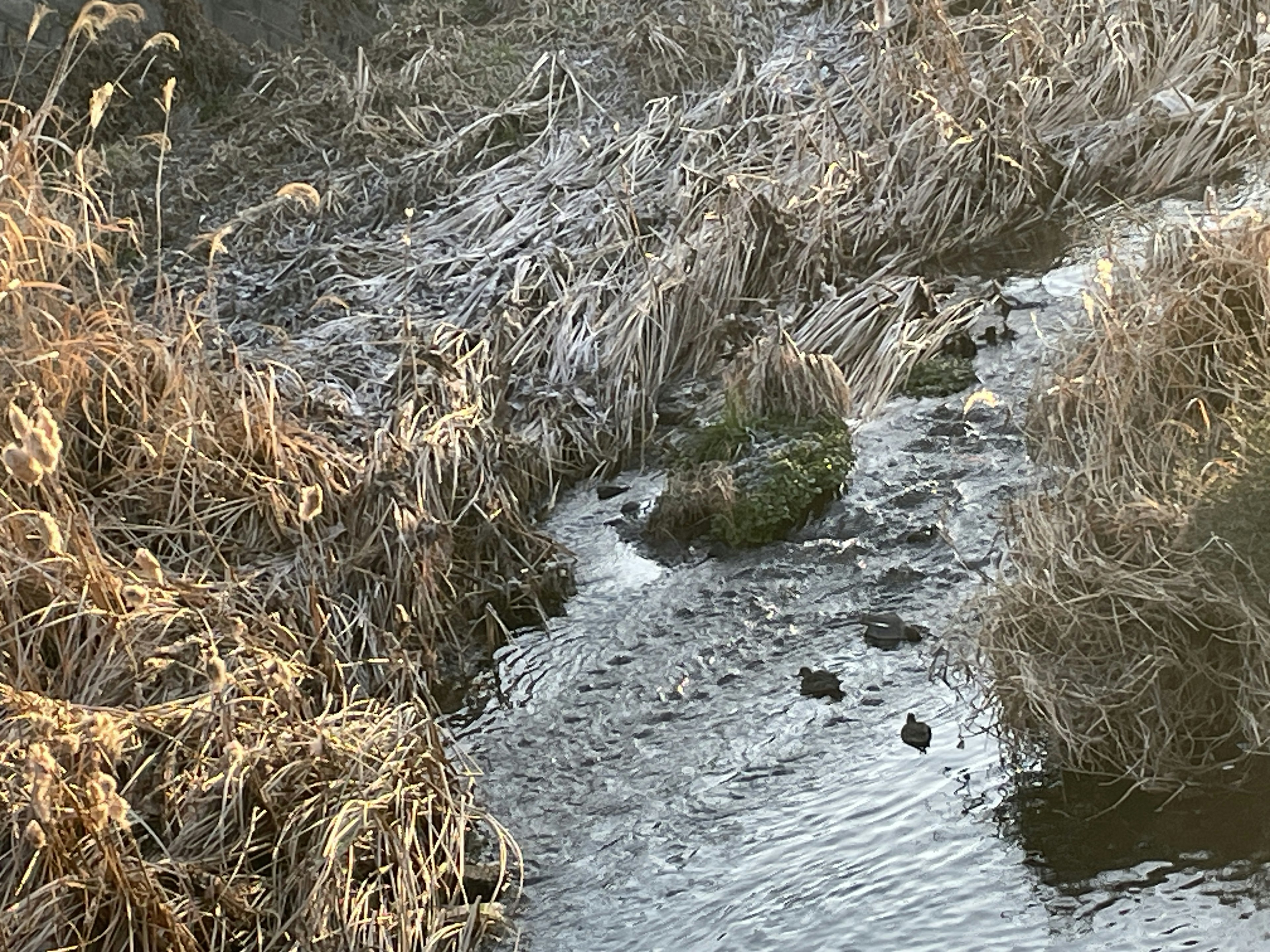 Un paysage d'un ruisseau gelé entouré d'herbe sèche