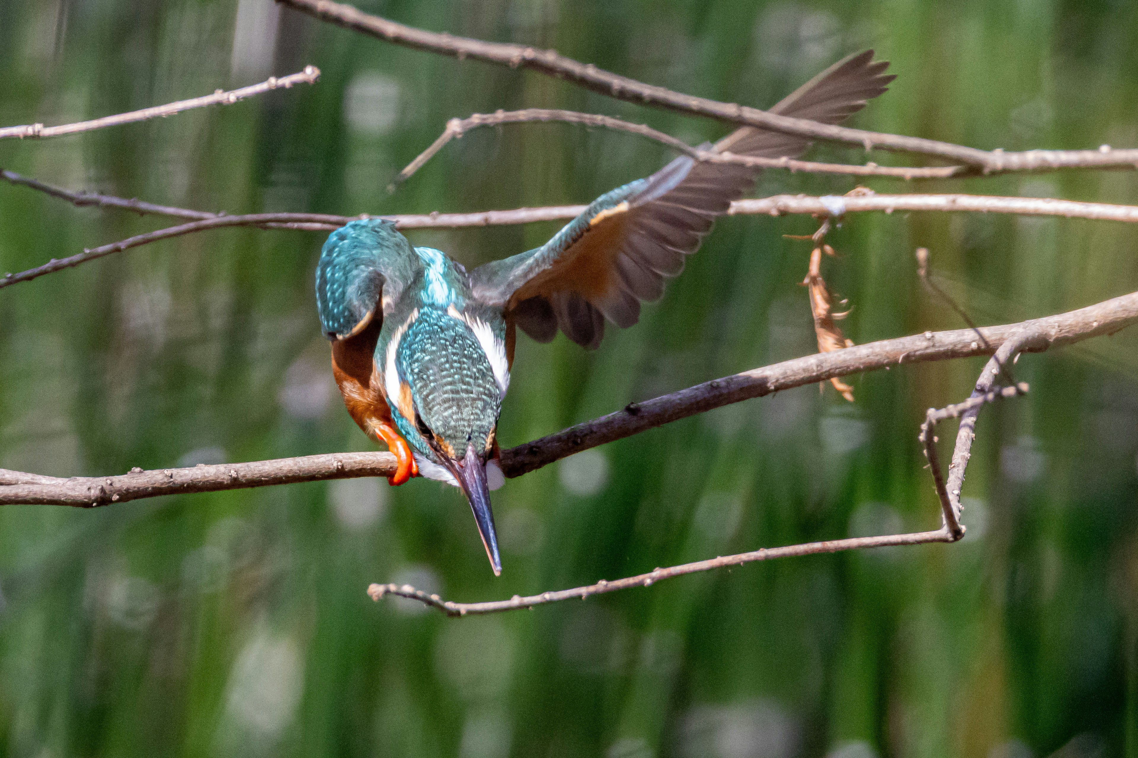 Burung kingfisher yang indah bertengger di atas cabang