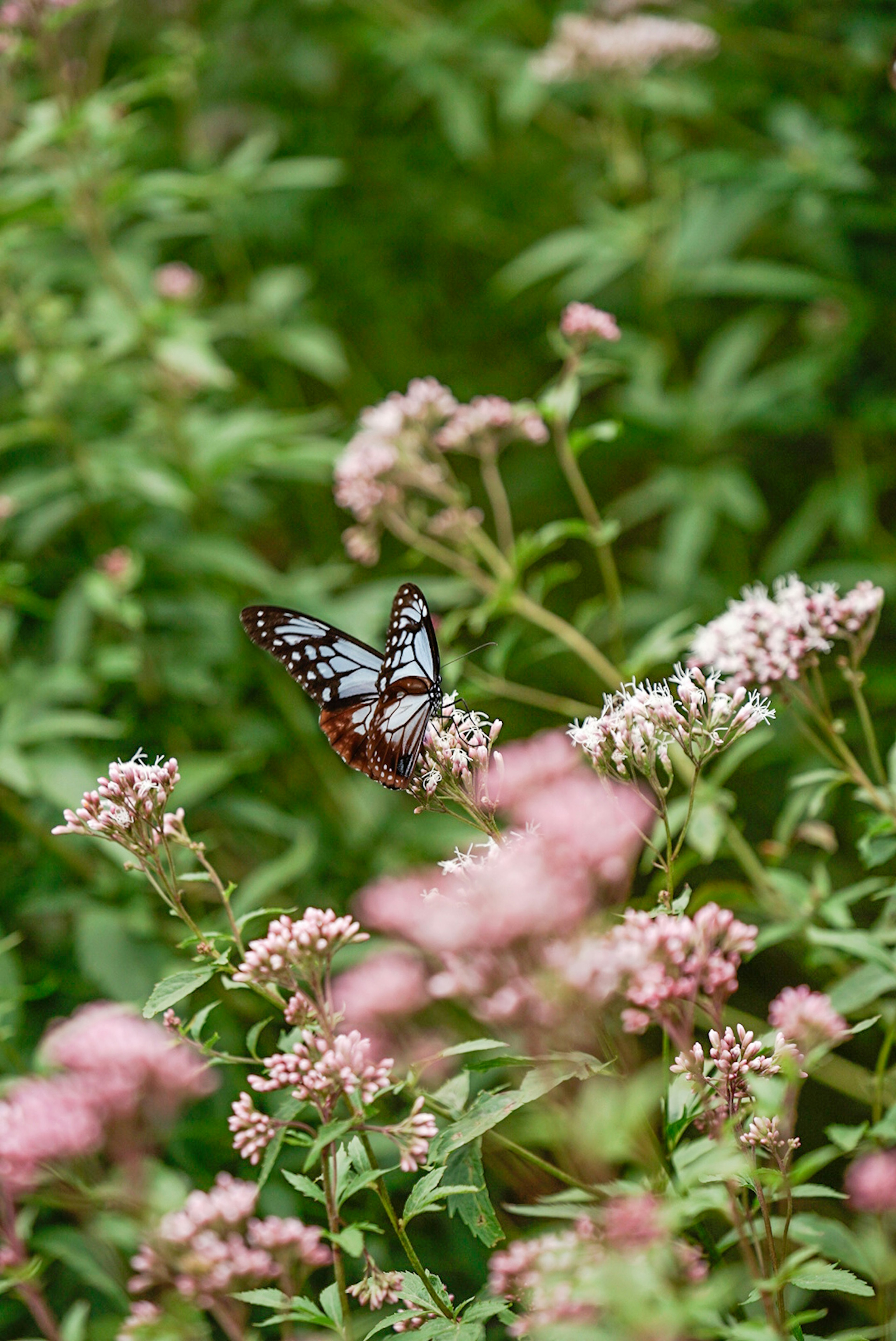 Schmetterling auf rosa Blumen mit grünem Hintergrund