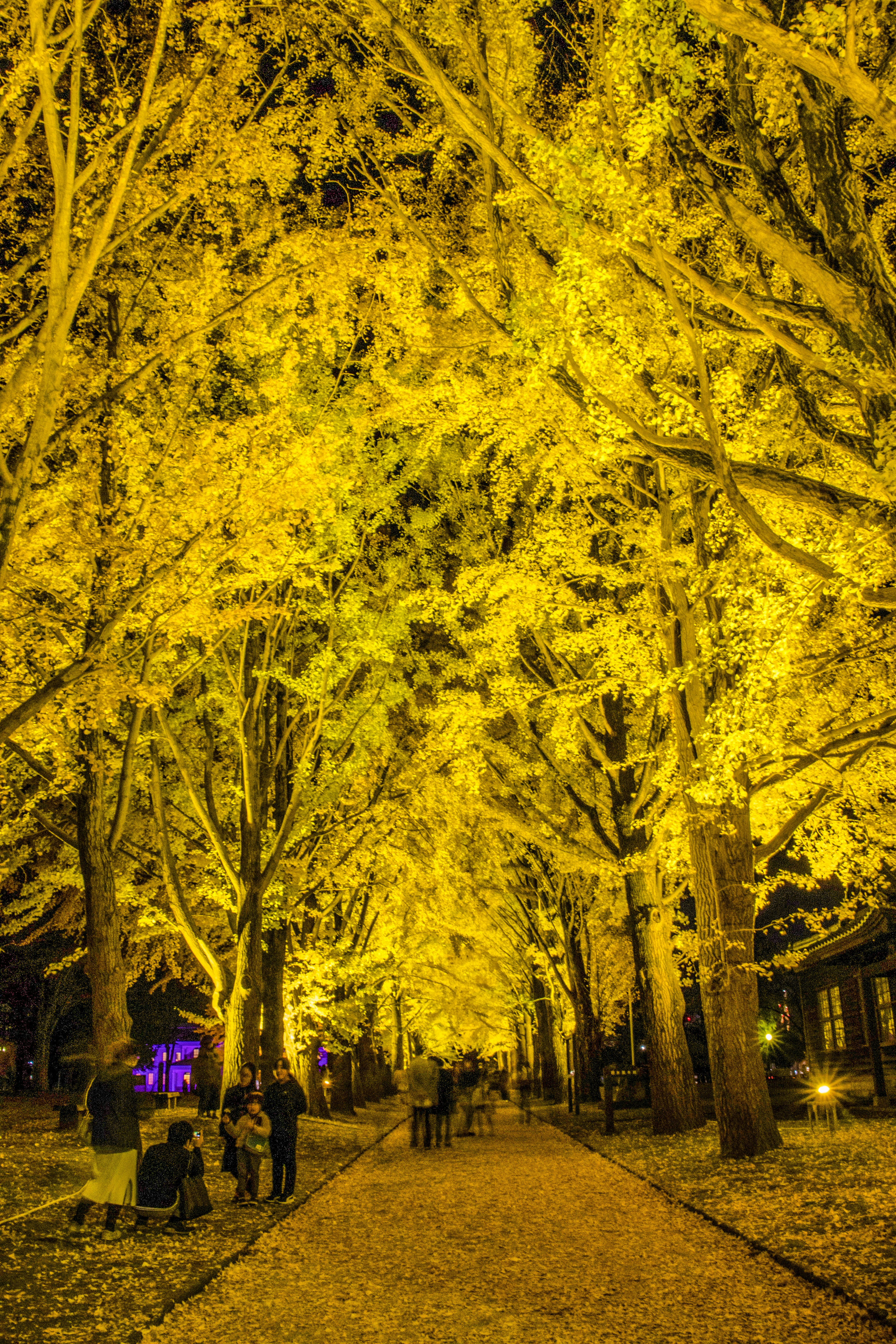 Chemin bordé d'arbres jaunes vibrants et de personnes marchant