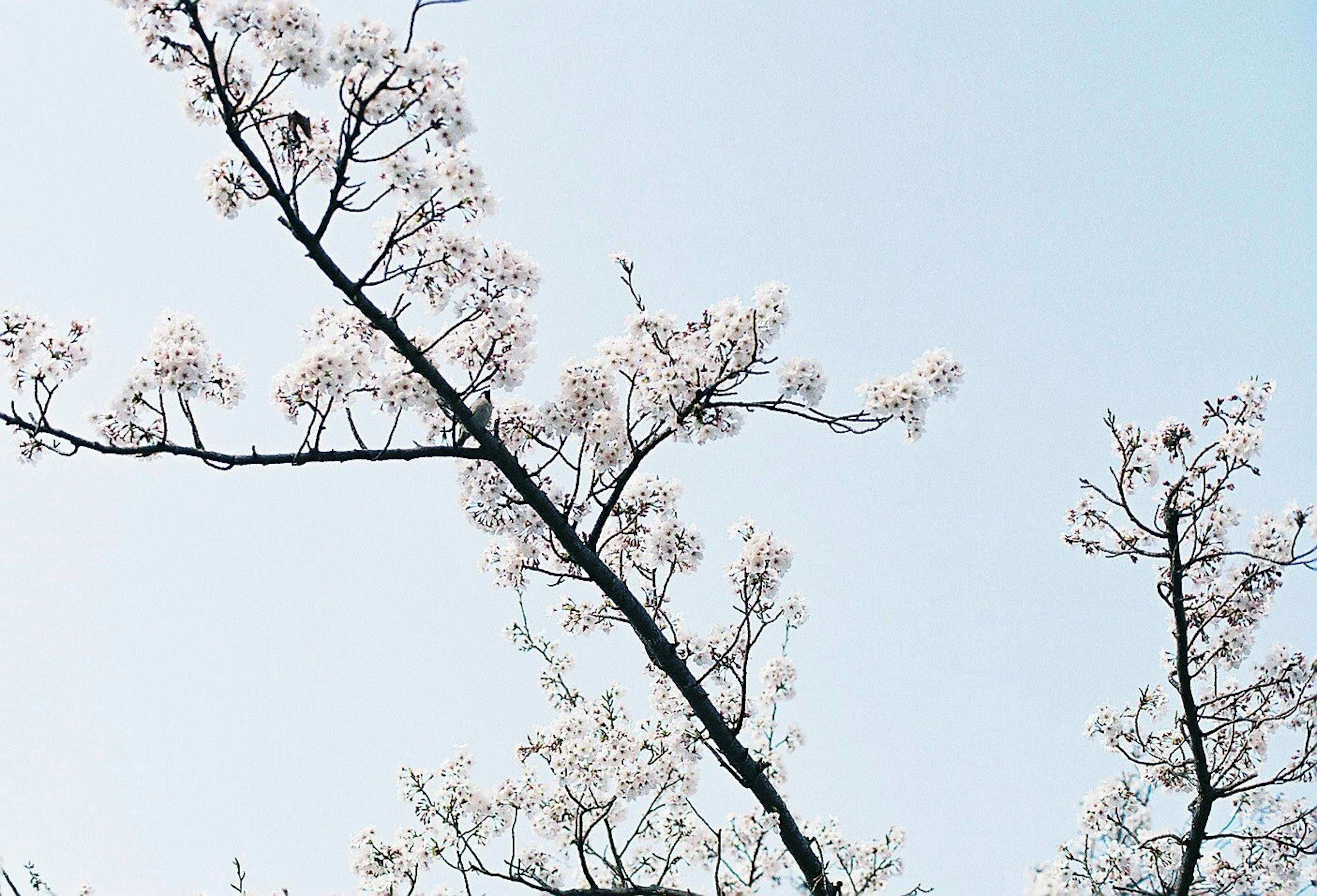 Cabang bunga sakura di bawah langit biru